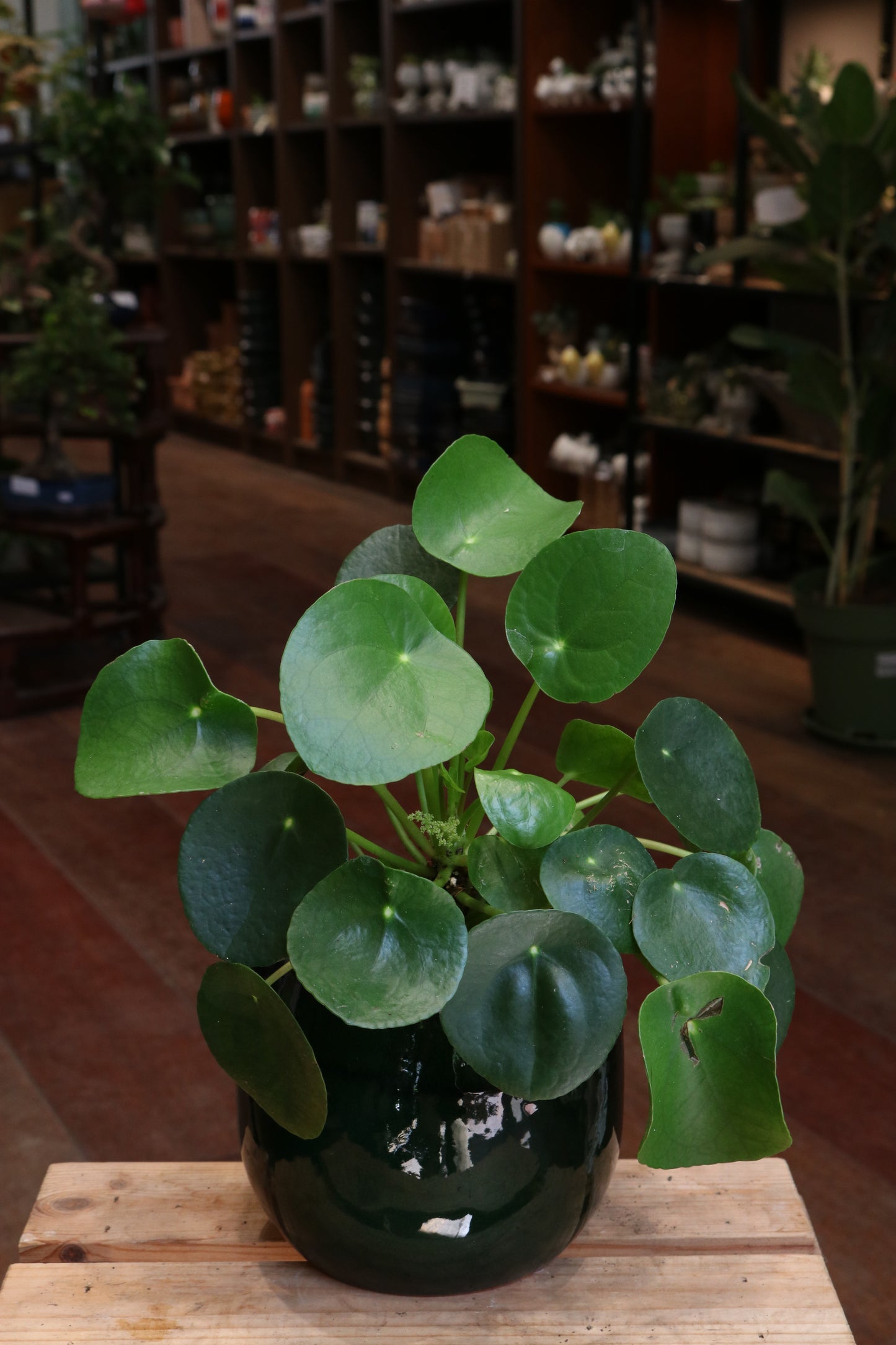 Pilea peperomoides (pannenkoekplant)