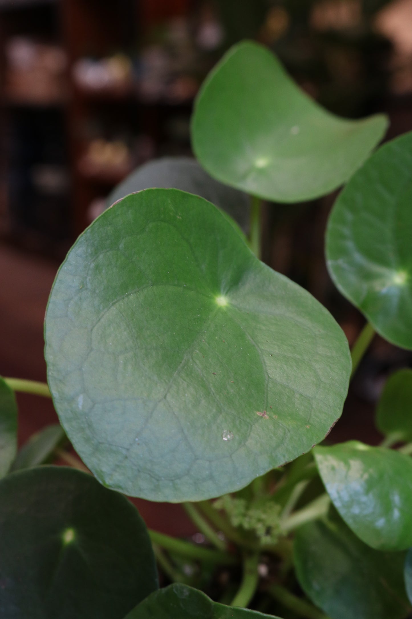 Pilea peperomoides (pannenkoekplant)