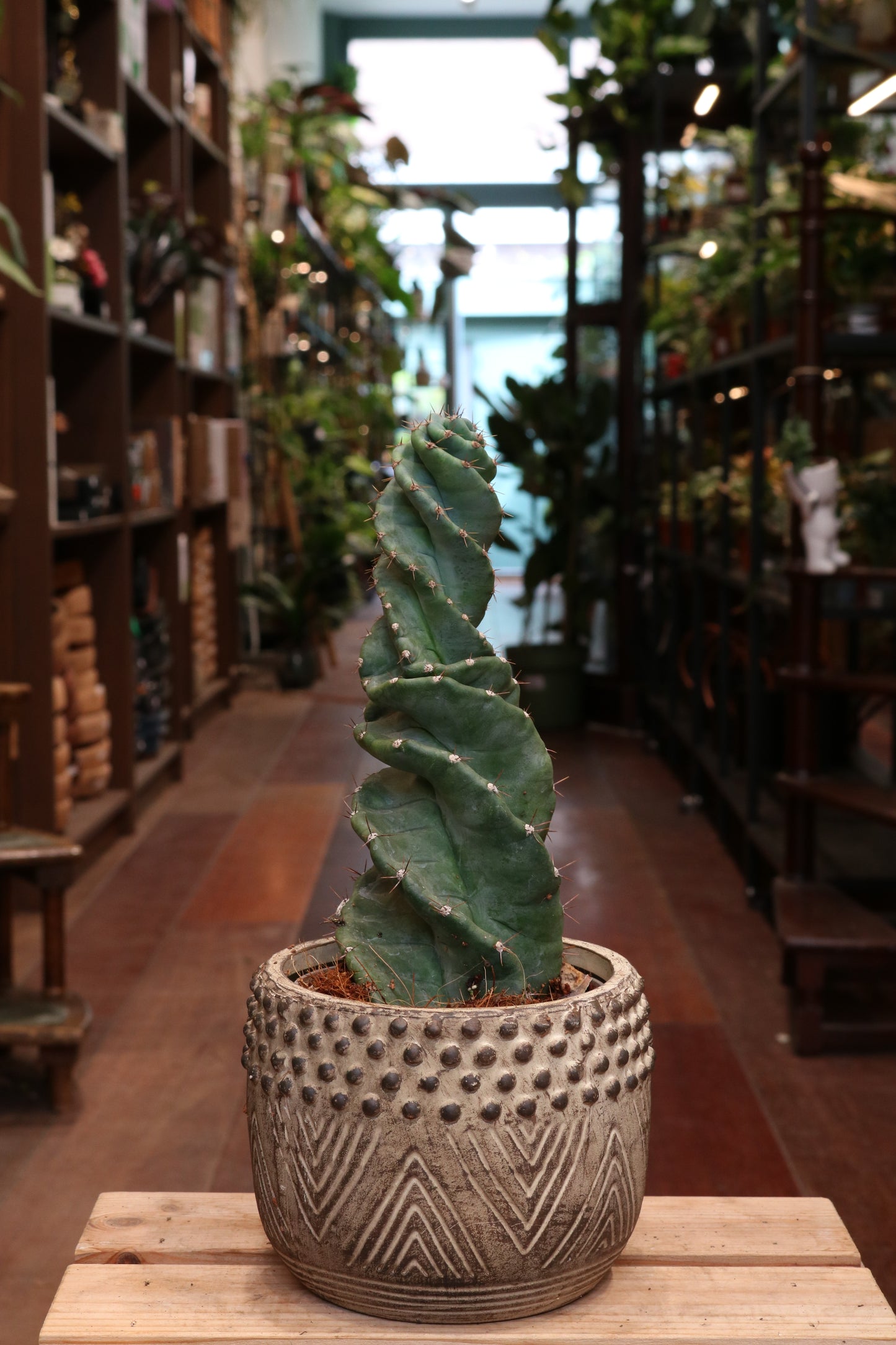 Cereus Spiralis (with pot)