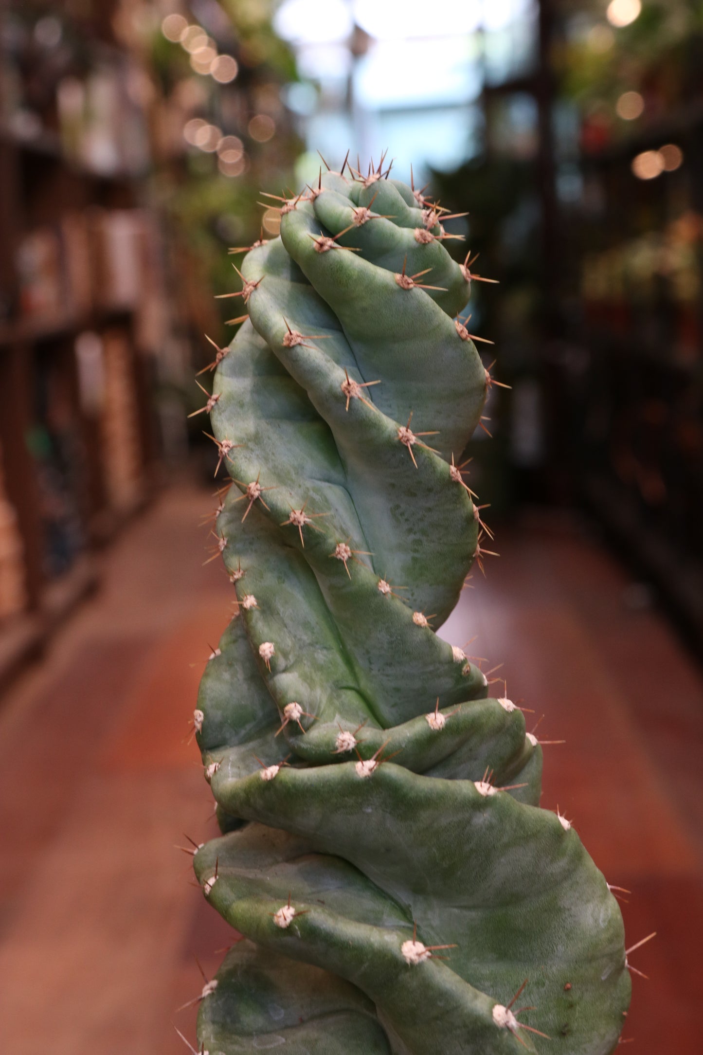 Cereus Spiralis (with pot)