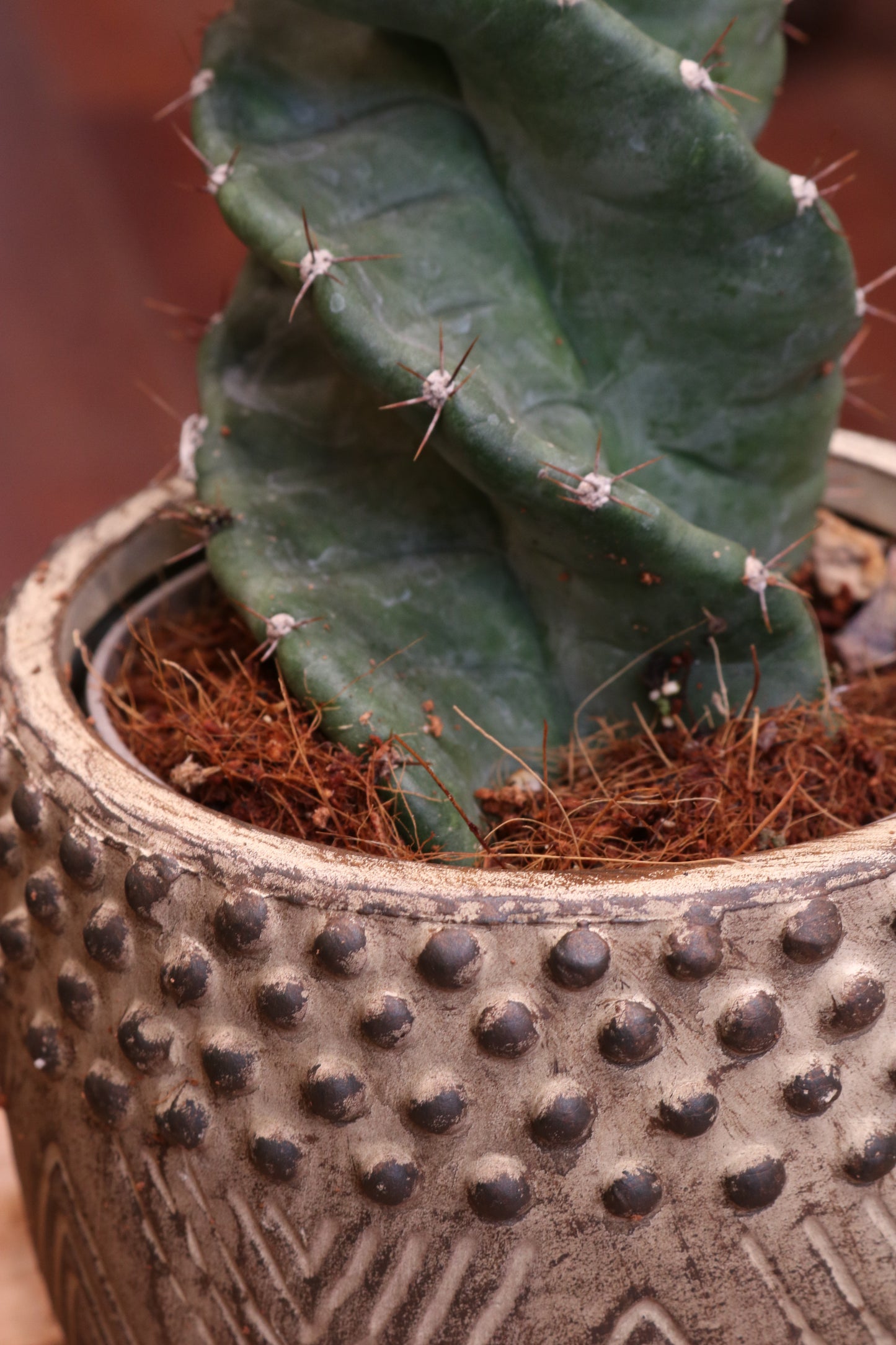 Cereus Spiralis (with pot)