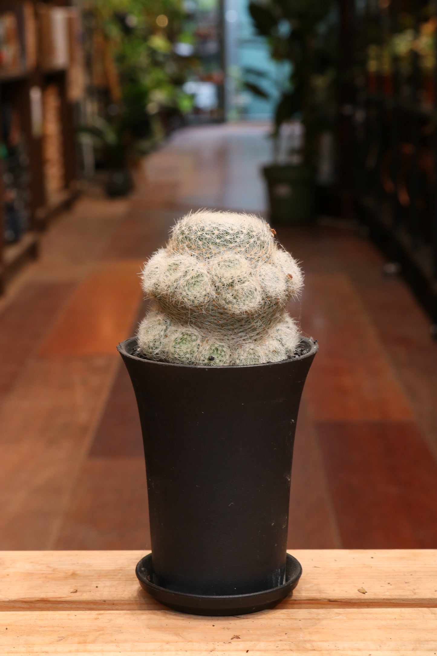 Mammillaria (Pincushion Cactus)