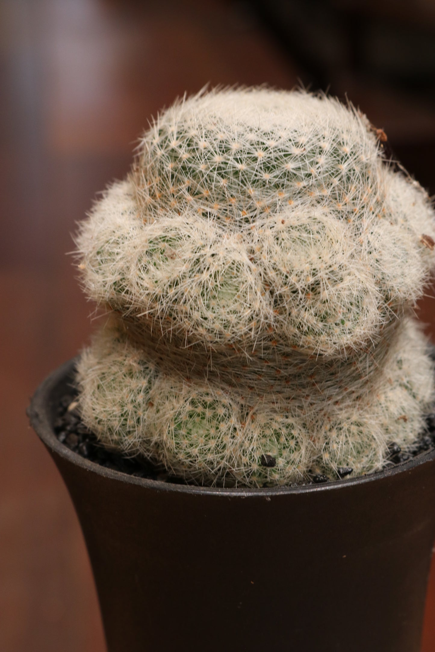 Mammillaria (Pincushion Cactus)