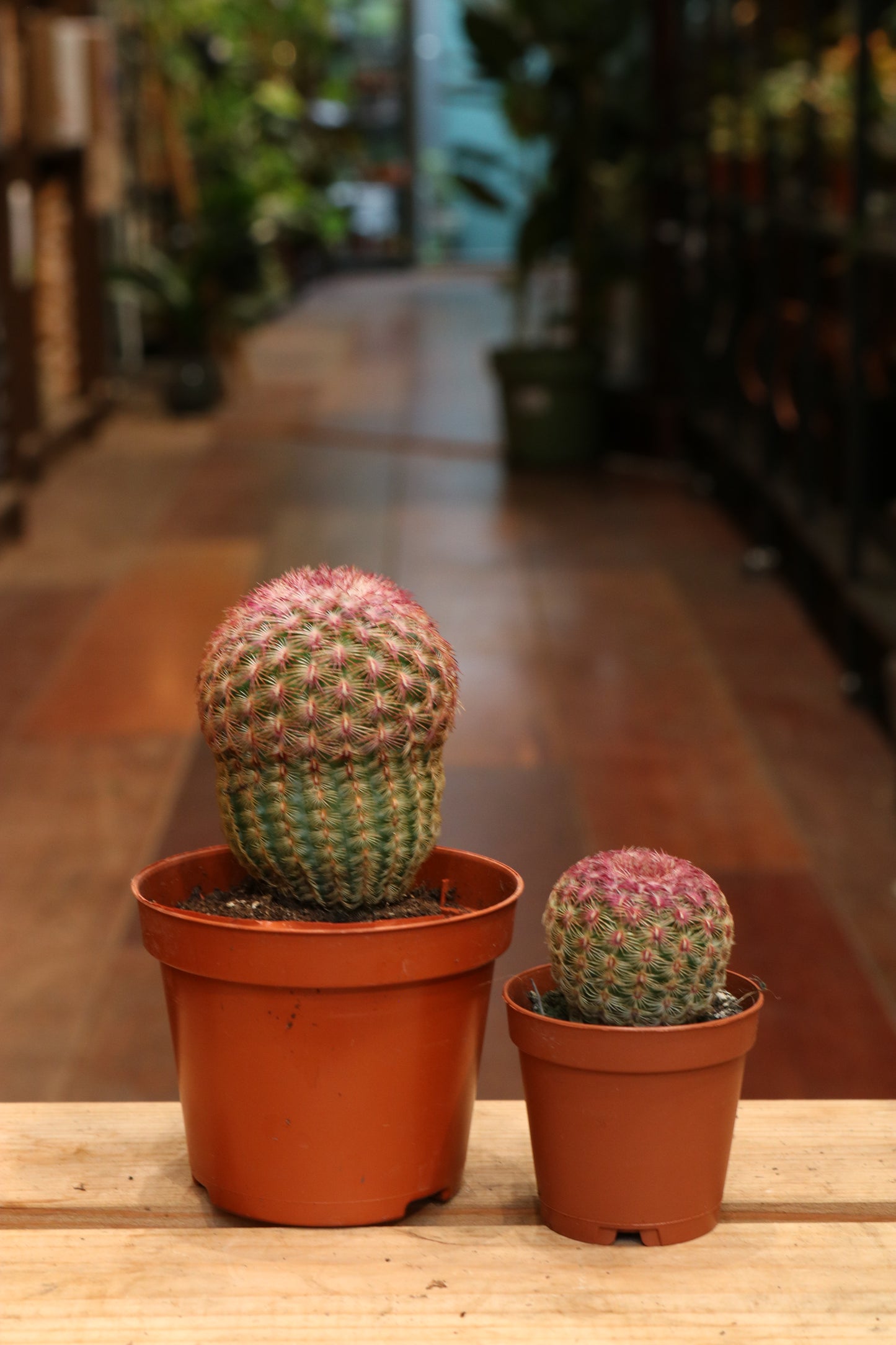Echinocereus Pectinatus Rubispinus (mini)