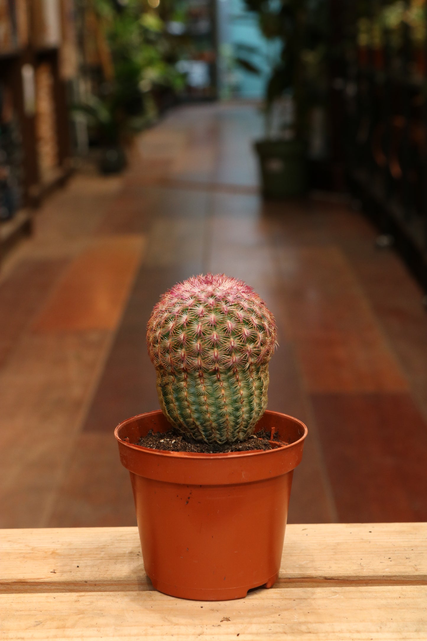 Echinocereus Pectinatus Rubispinus