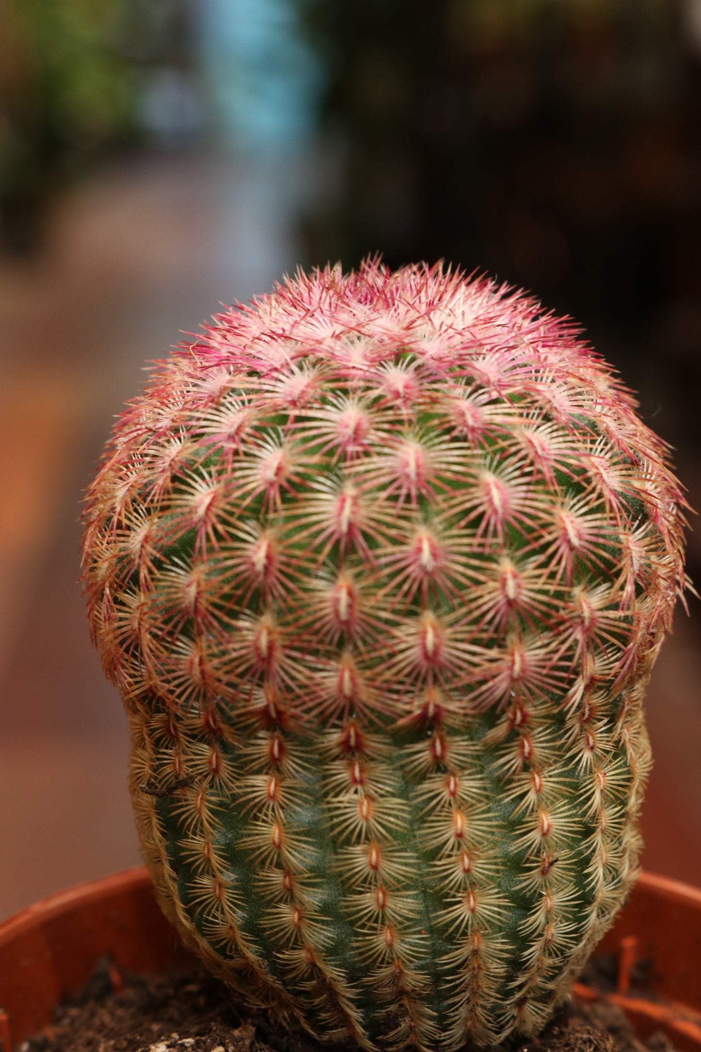 Echinocereus Pectinatus Rubispinus