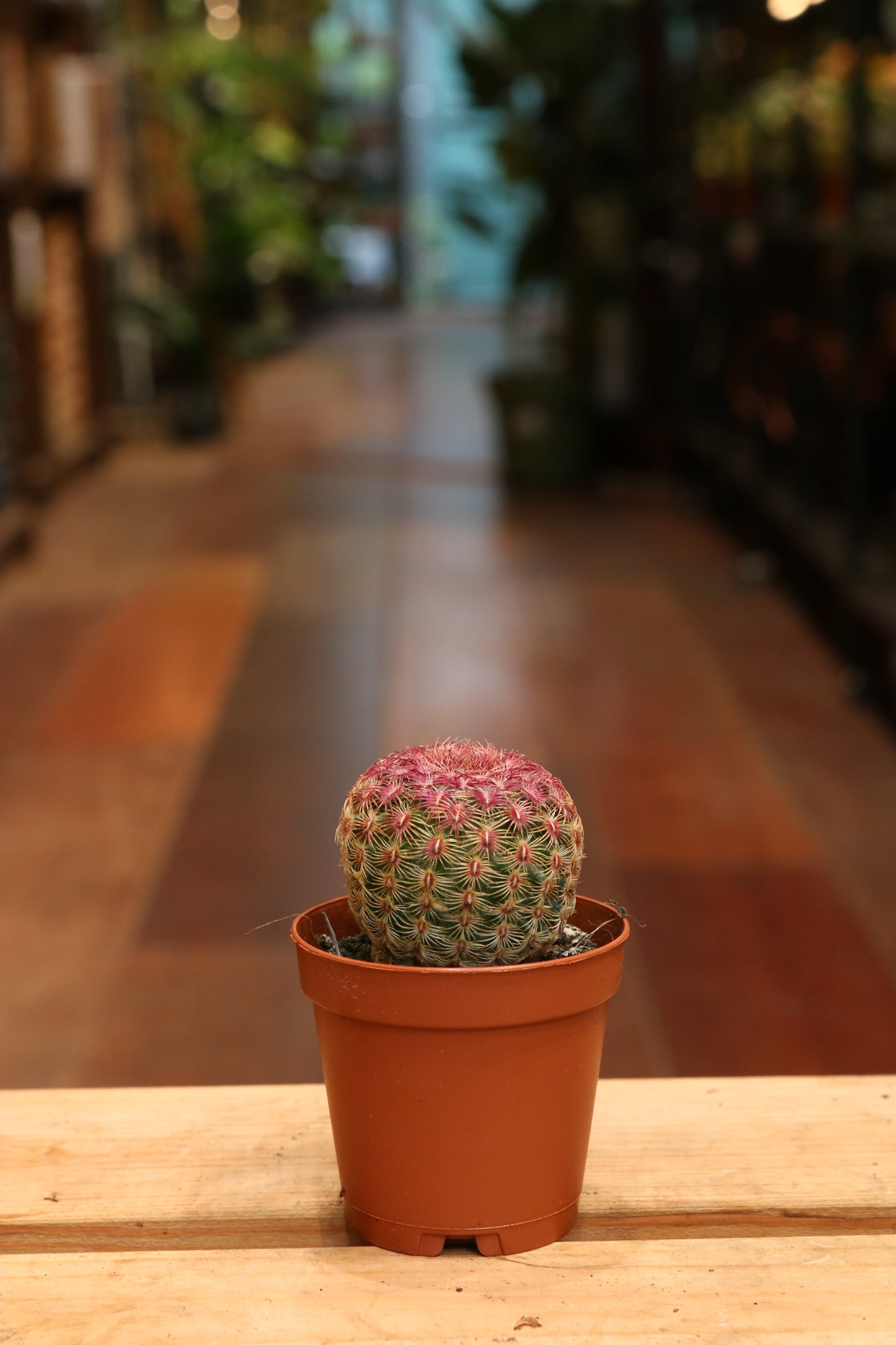 Echinocereus Pectinatus Rubispinus (mini)