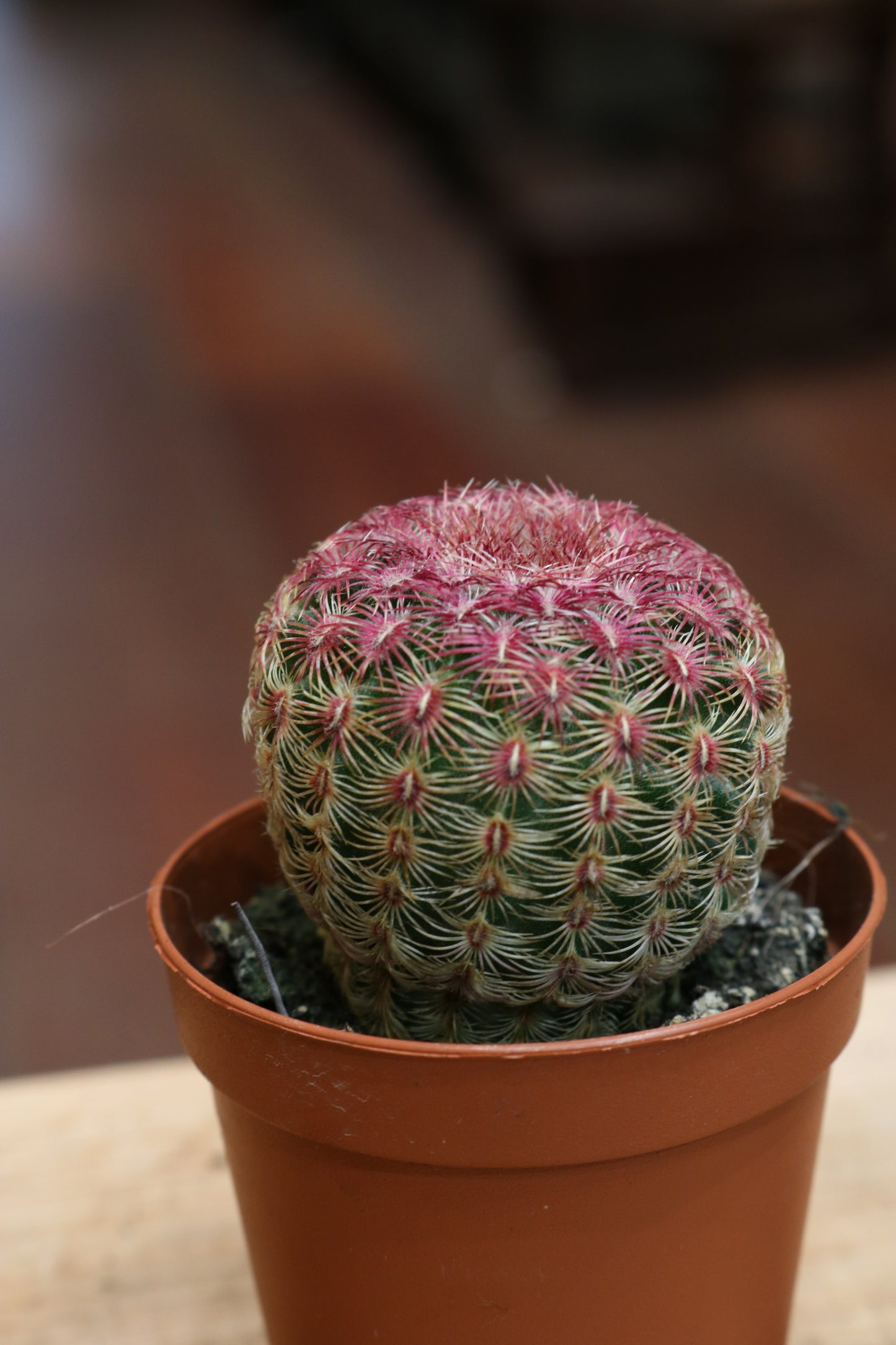 Echinocereus Pectinatus Rubispinus (mini)
