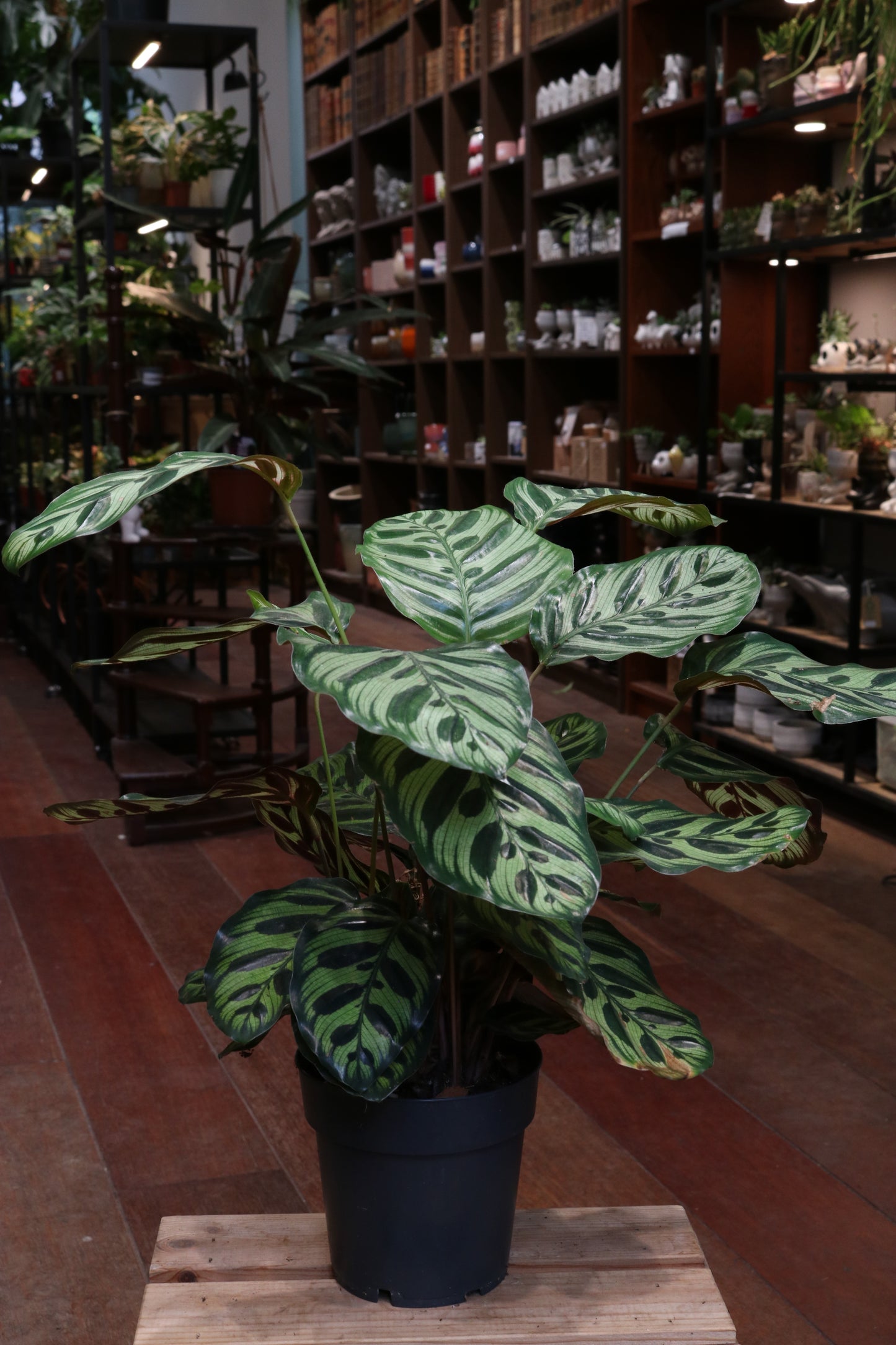 Calathea Makoyana