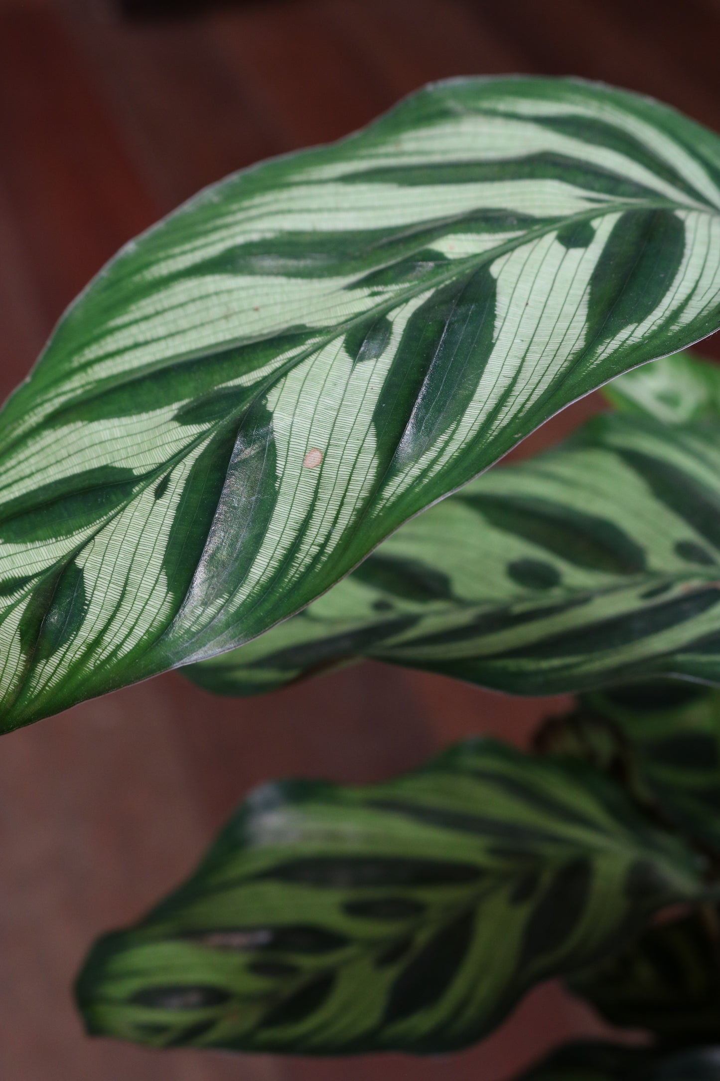 Calathea Makoyana