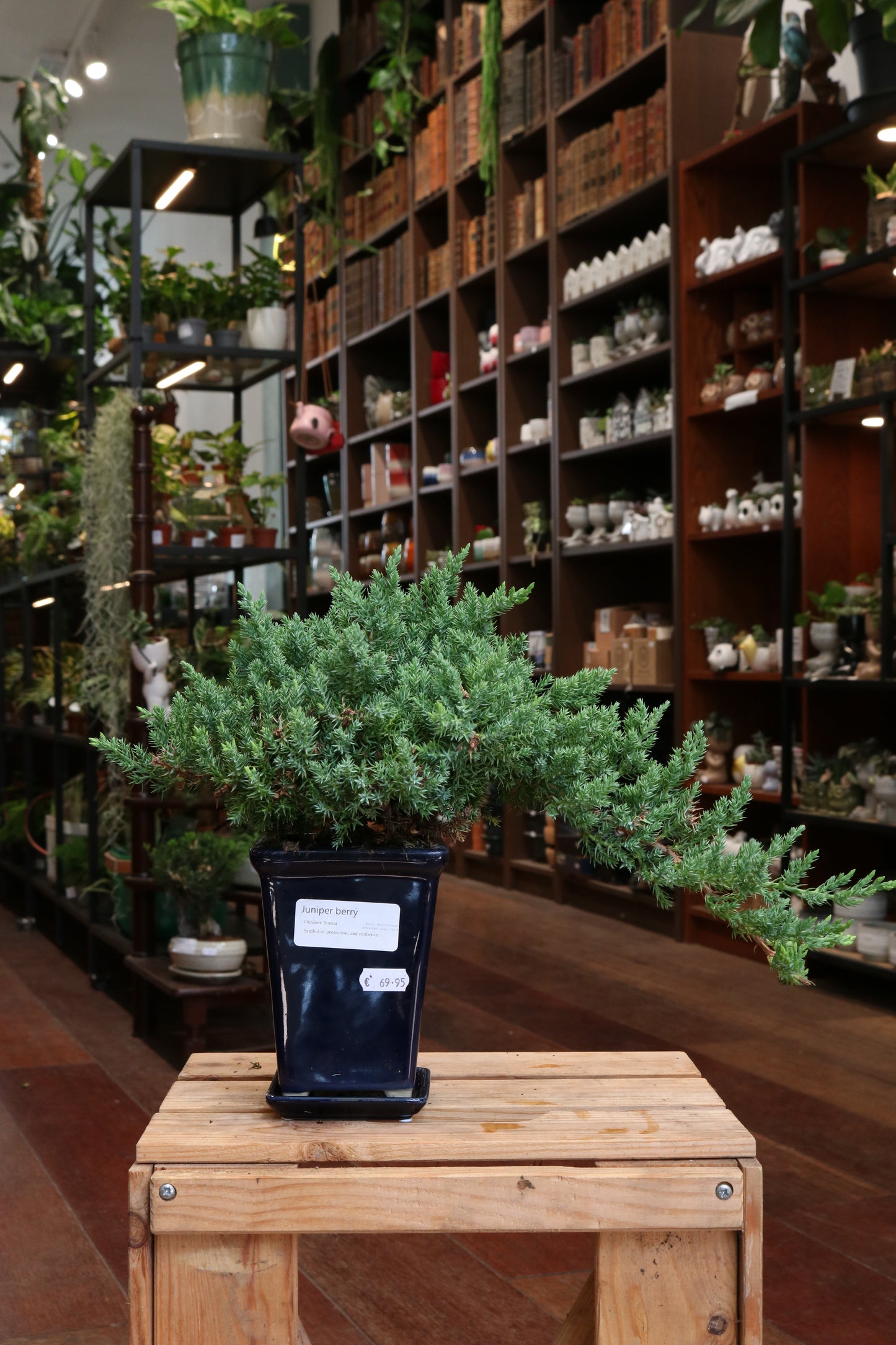 Juniper Berry Bonsai