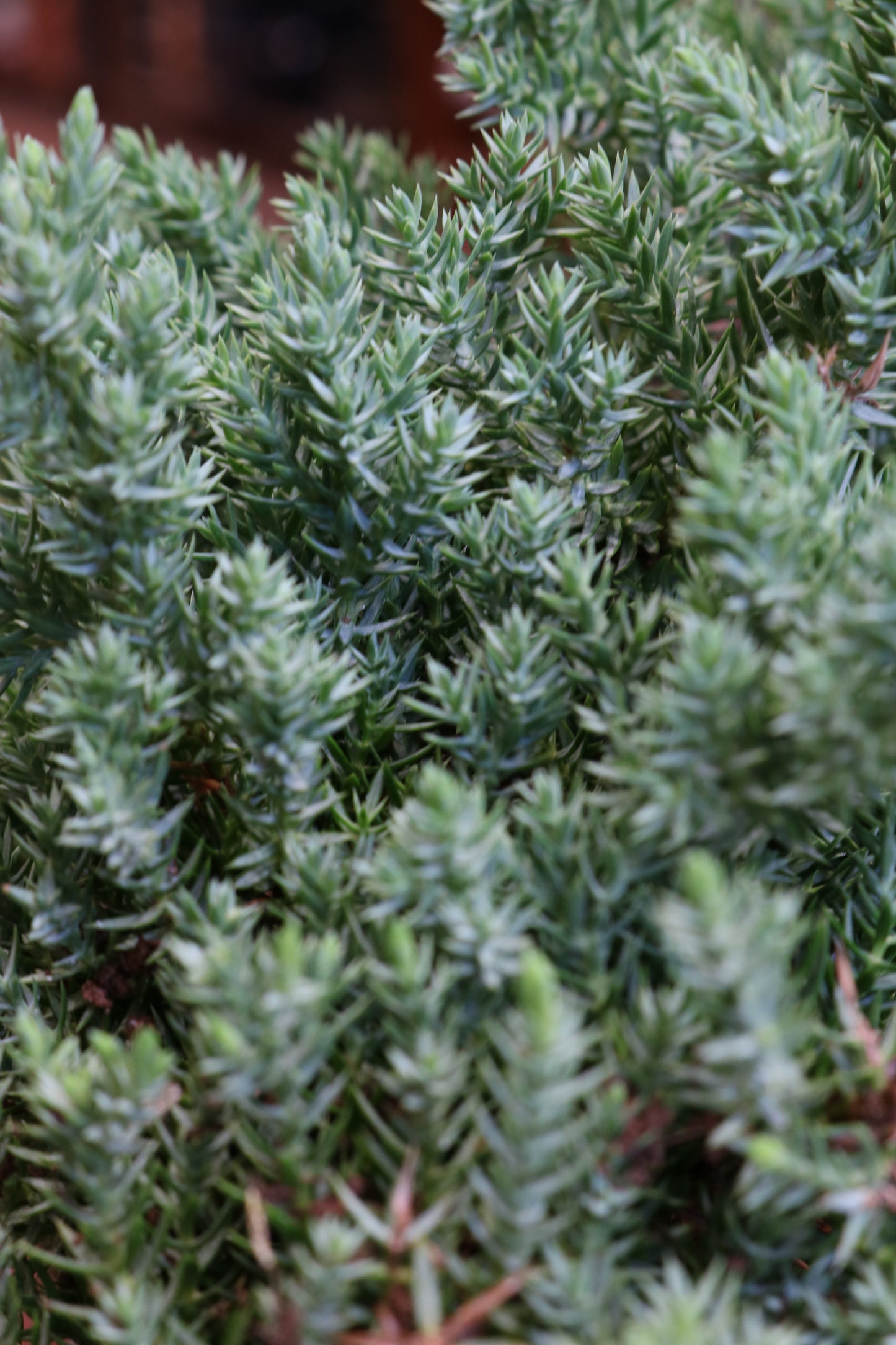 Juniper Berry Bonsai