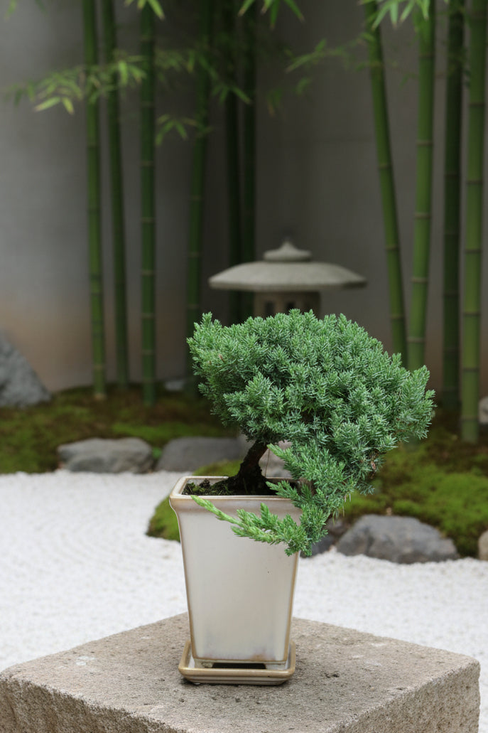Juniper Berry Bonsai