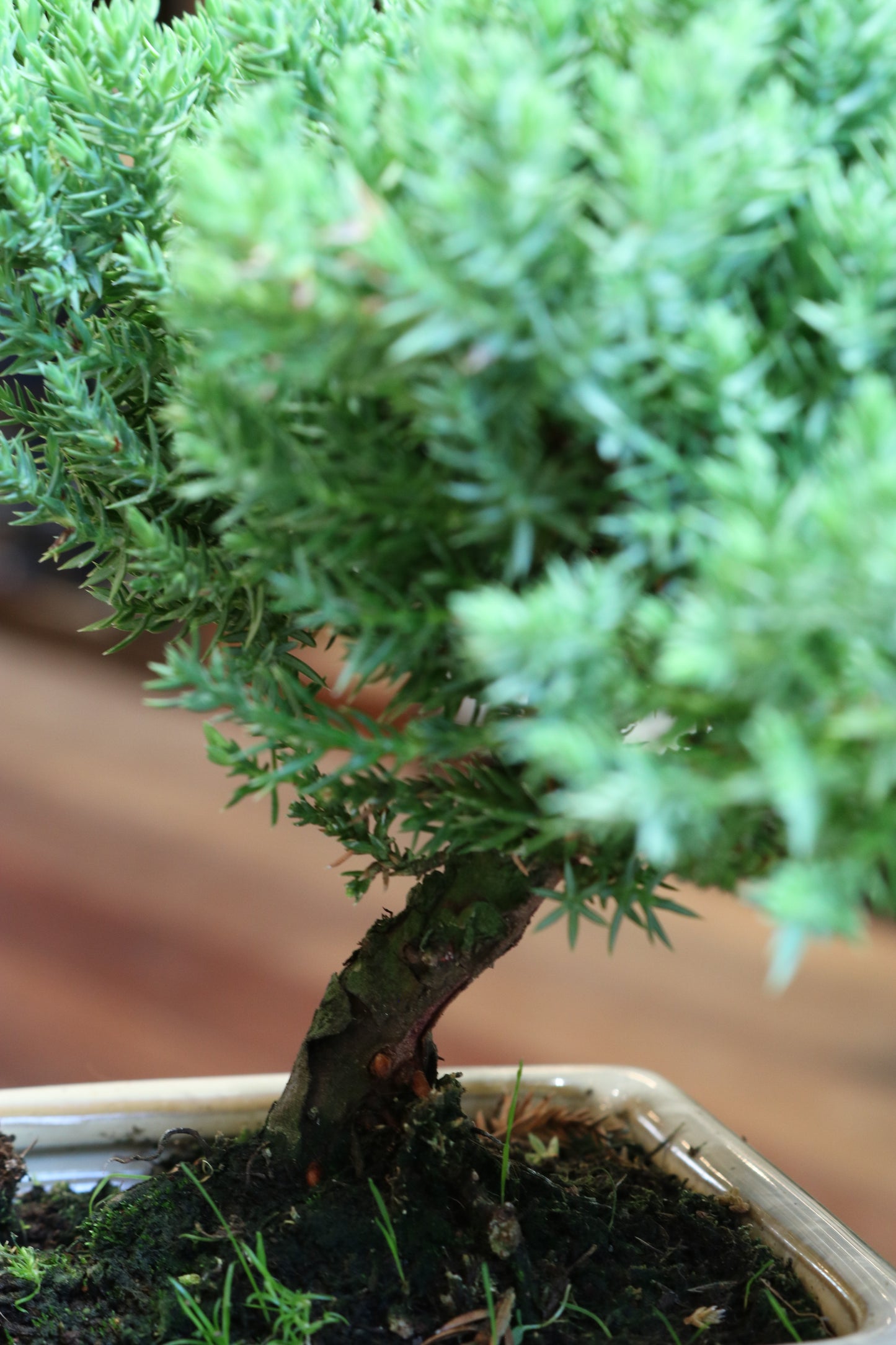 Juniper Berry Bonsai