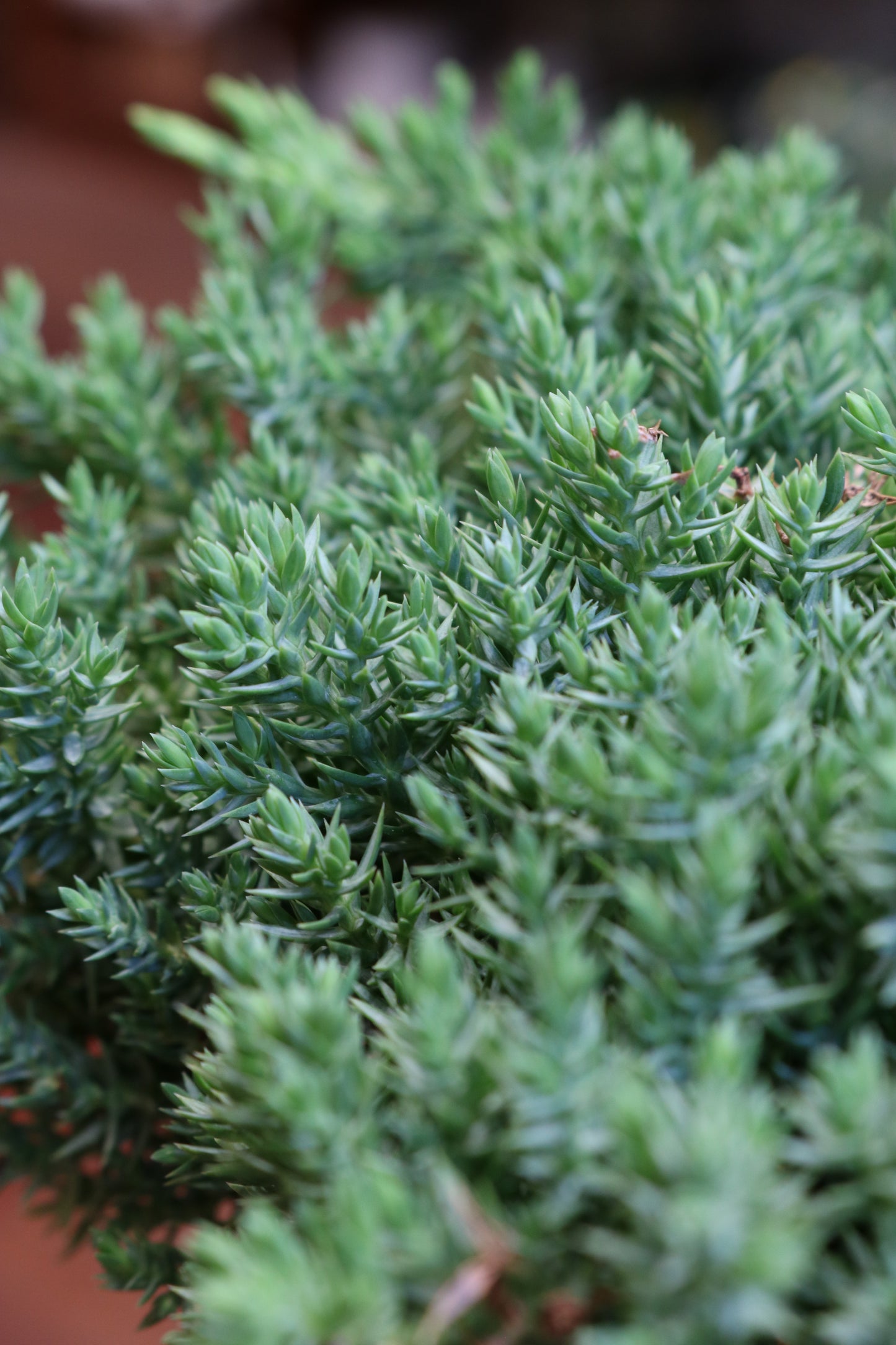 Juniper Berry Bonsai