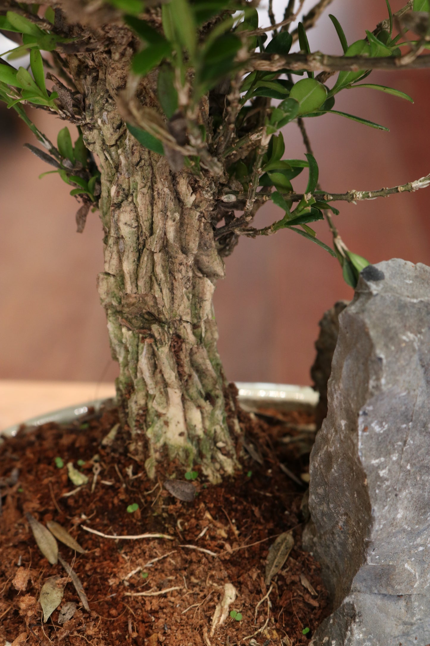 Buxus Bonsai with rock