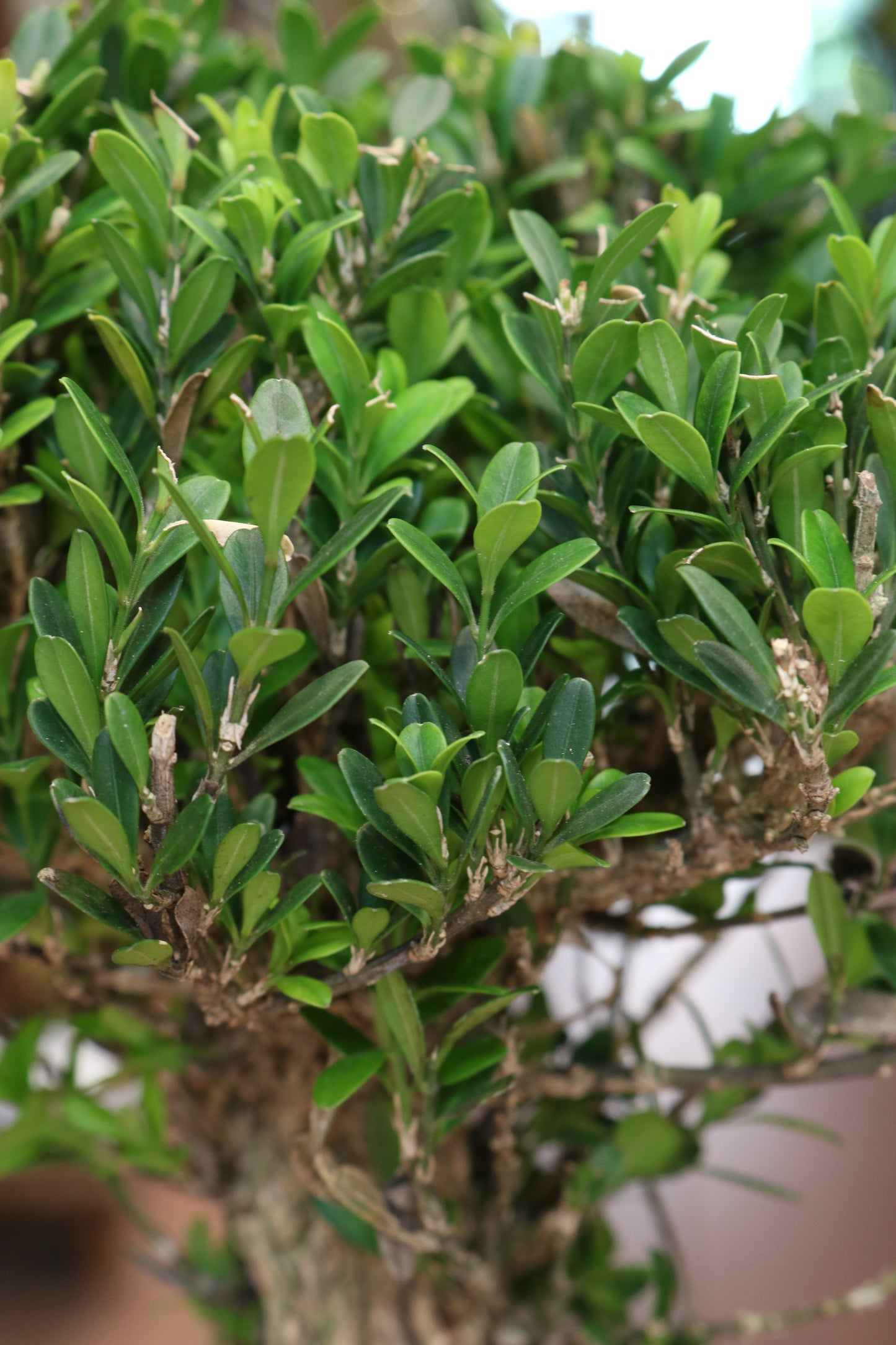 Buxus Bonsai with rock