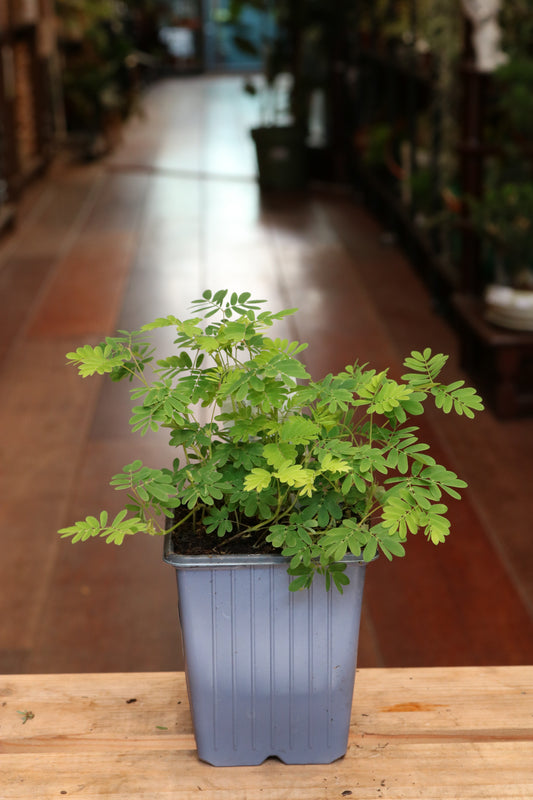 Mimosa Pudica