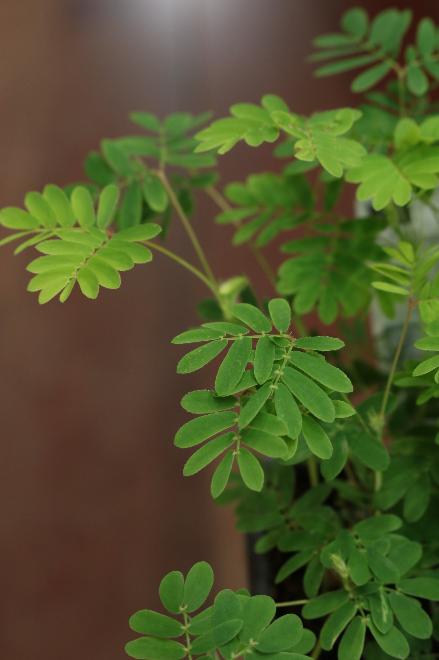 Mimosa pudica
