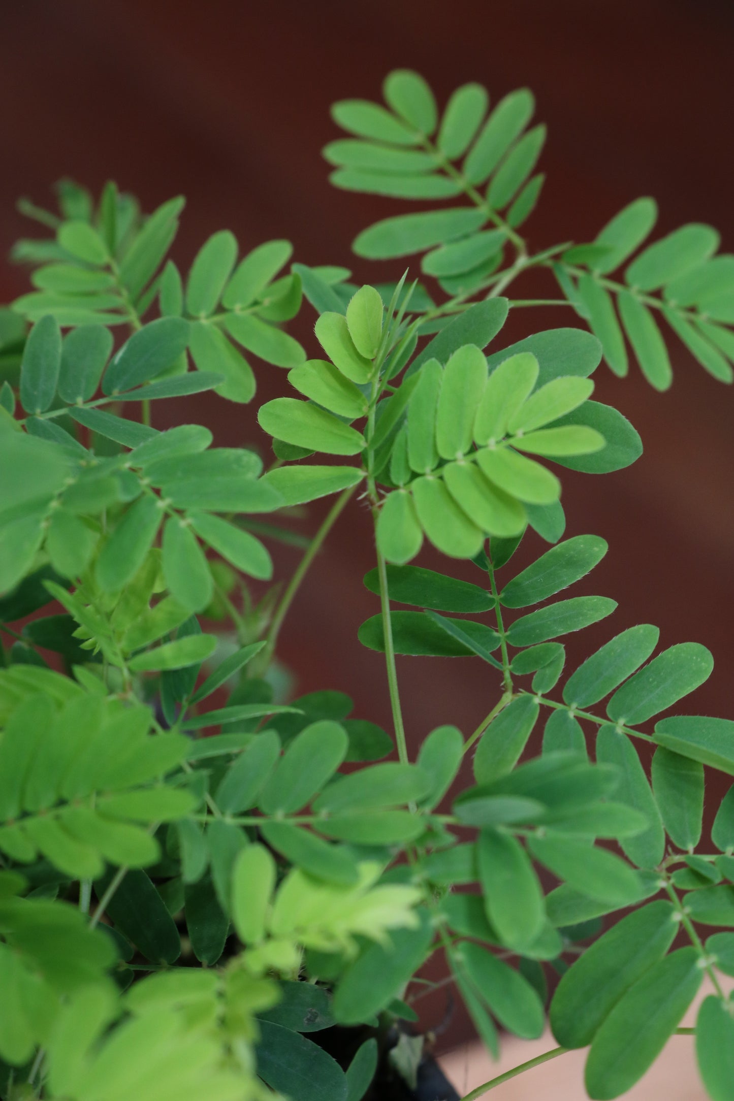 Mimosa pudica