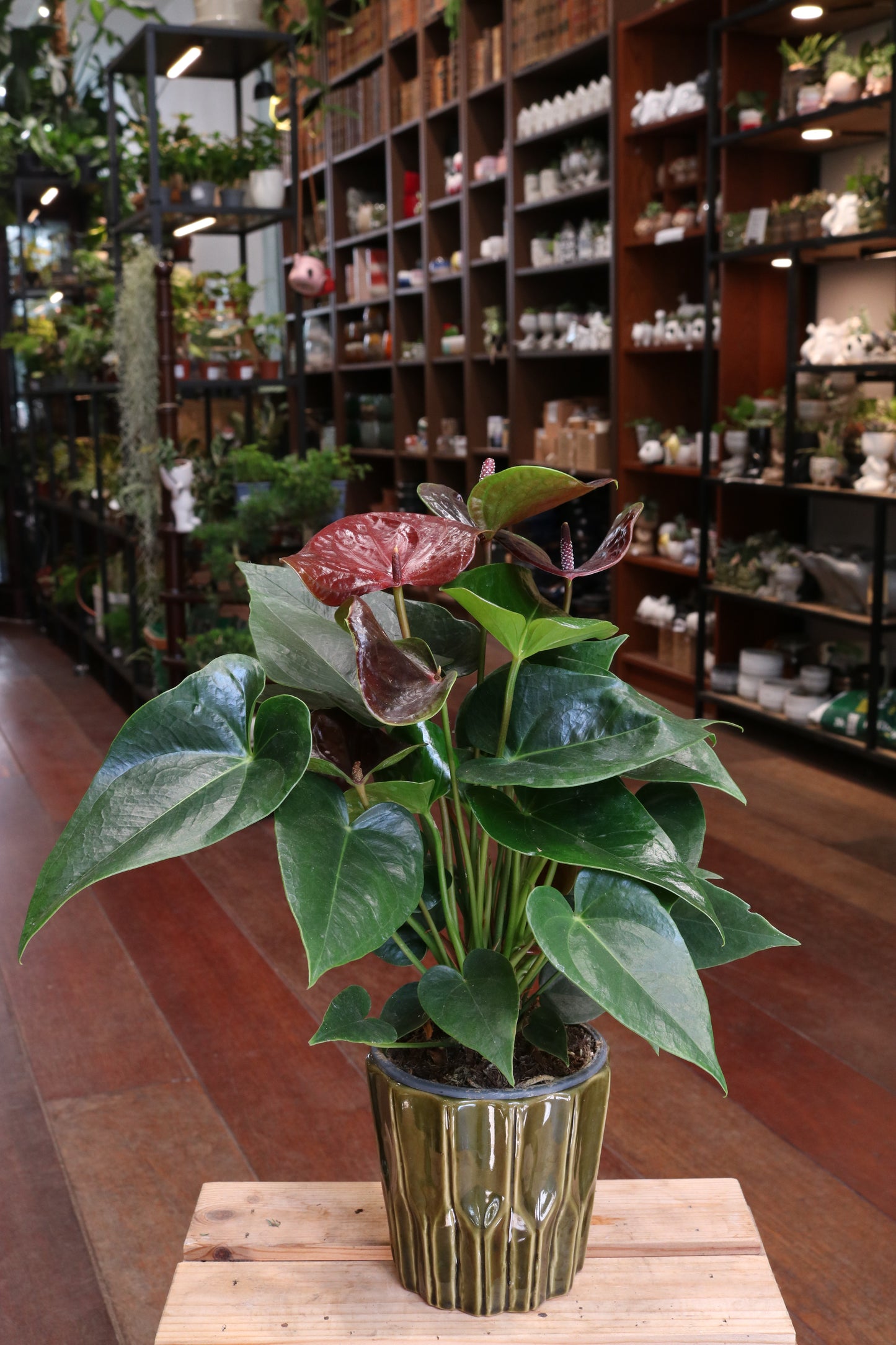 Anthurium 'Essencia'