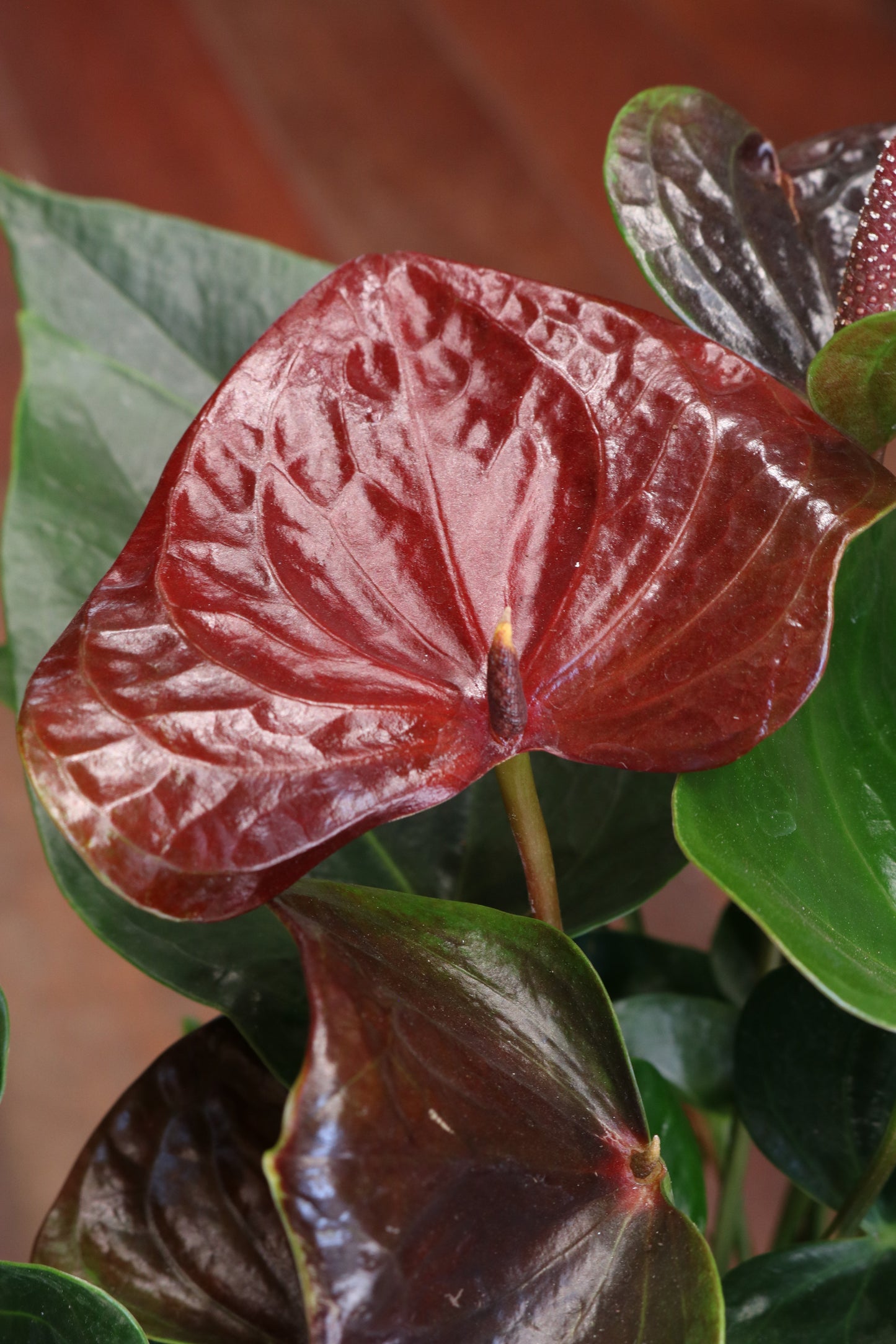Anthurium 'Essencia'
