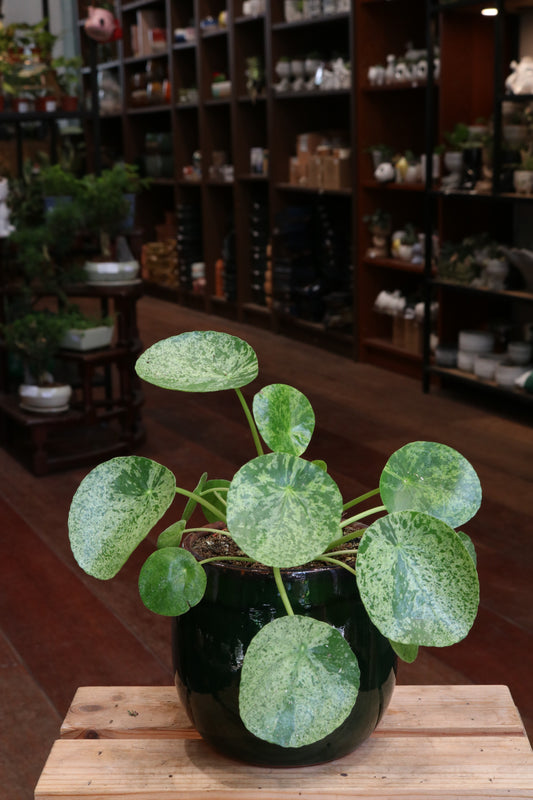 Pilea Mojito