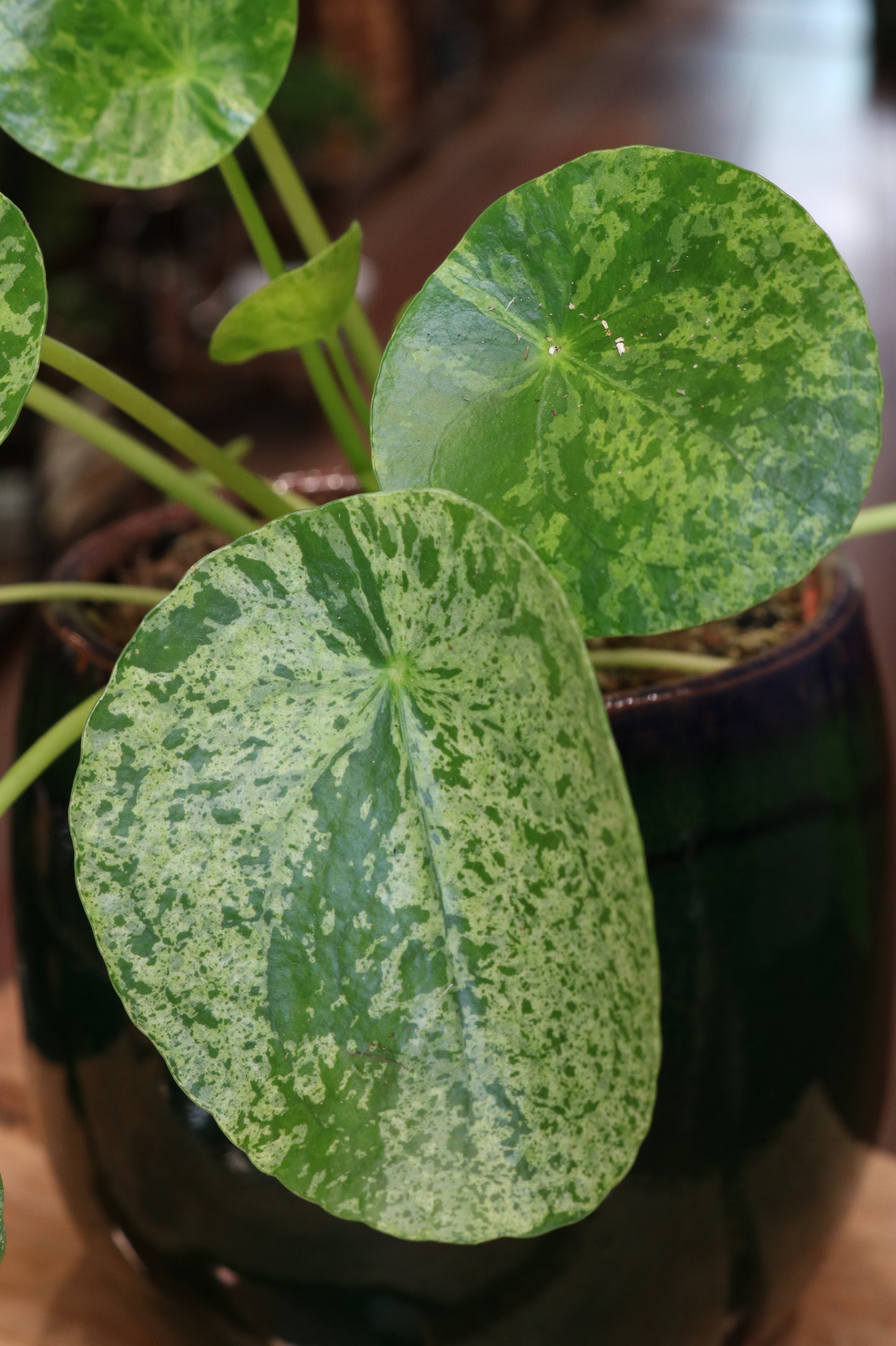 Pilea Mojito