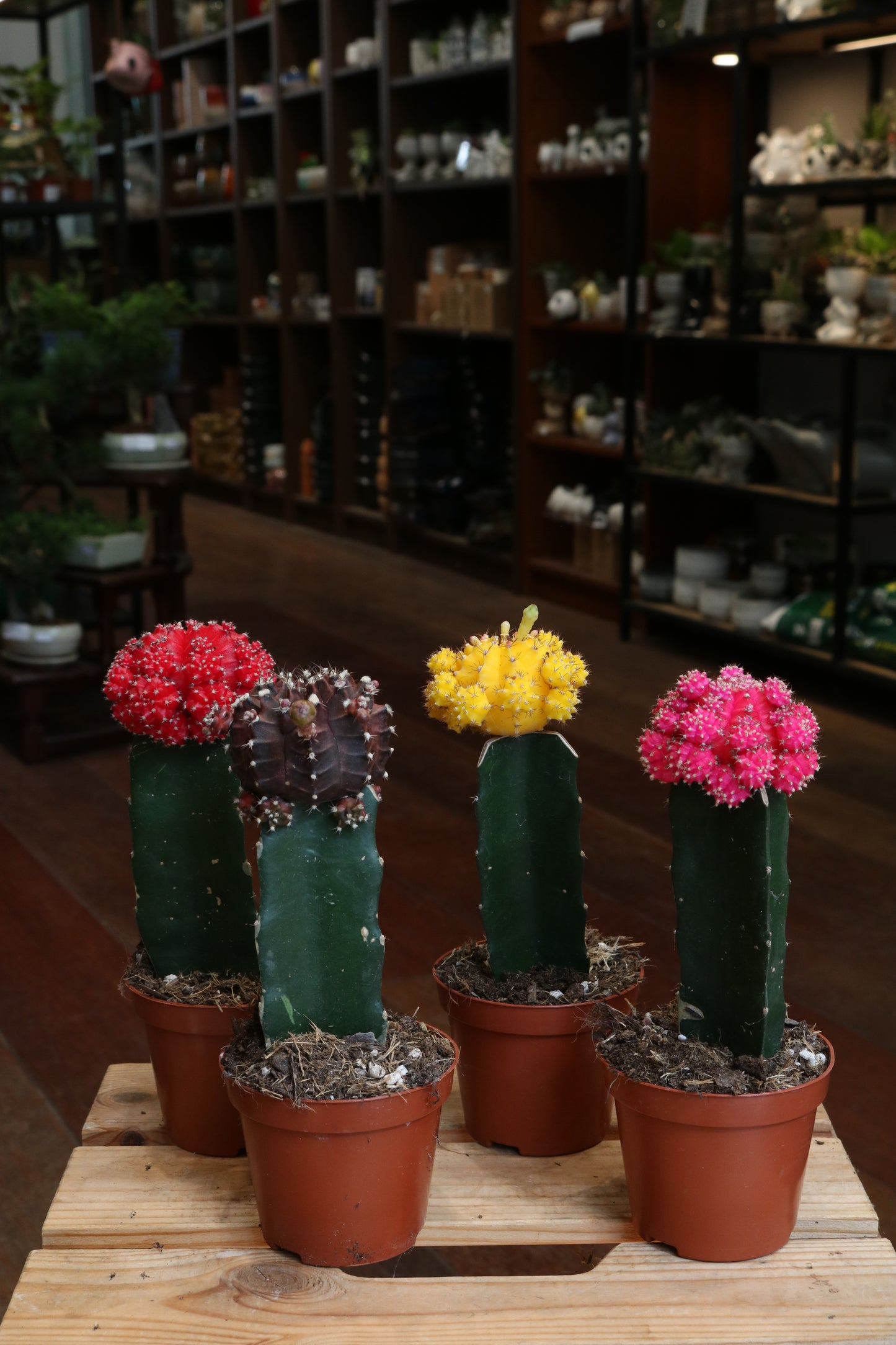 Gymnocalycium mihanovichii Brasil