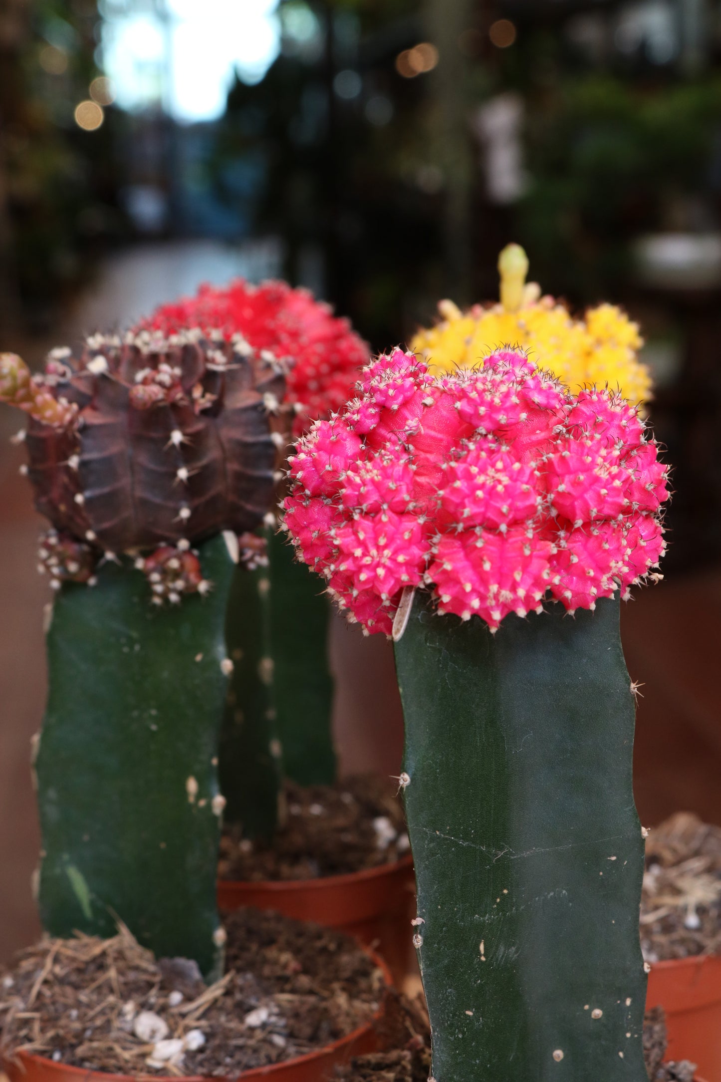 Gymnocalycium mihanovichii Brasil
