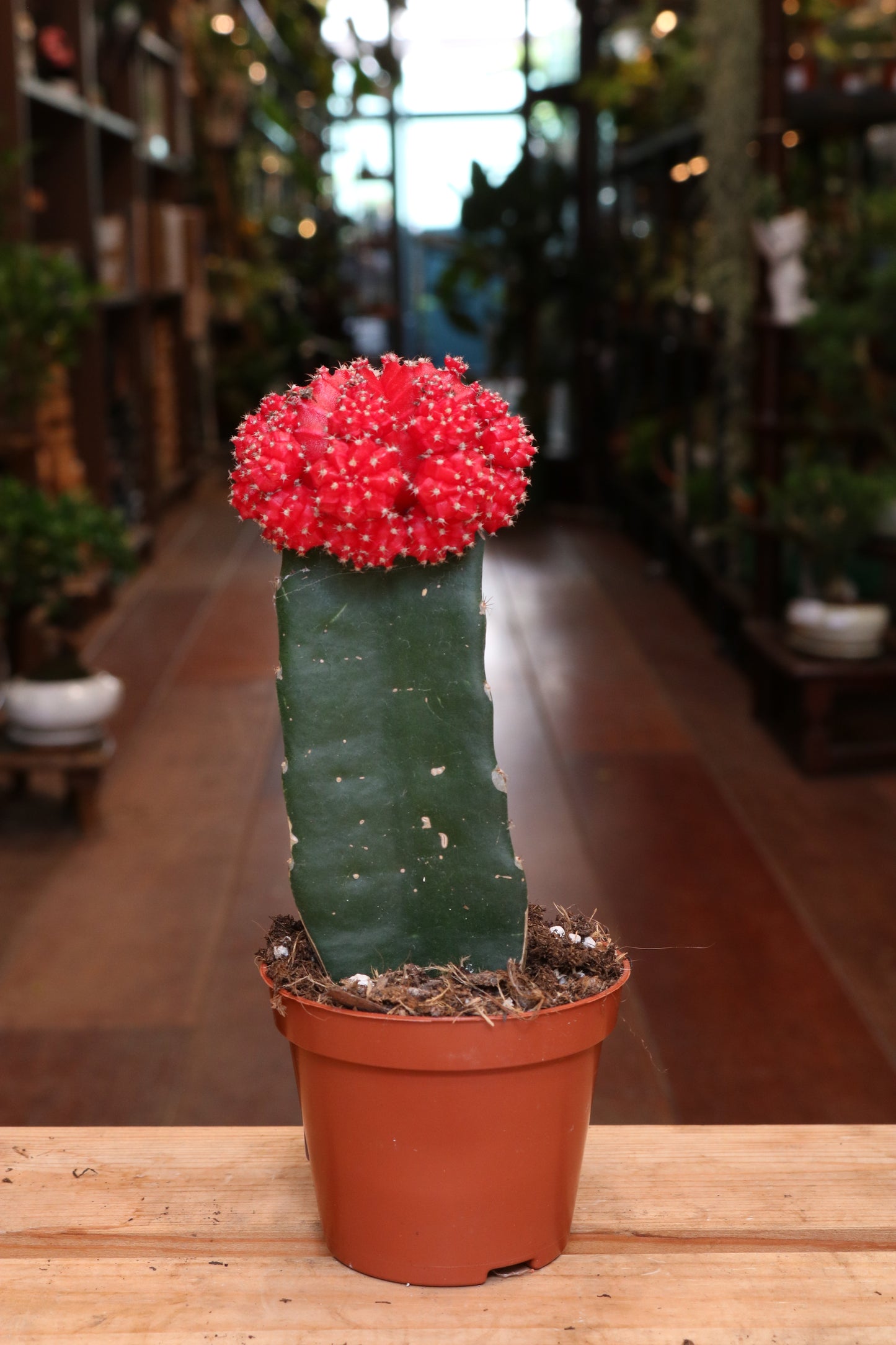 Gymnocalycium mihanovichii Brasil