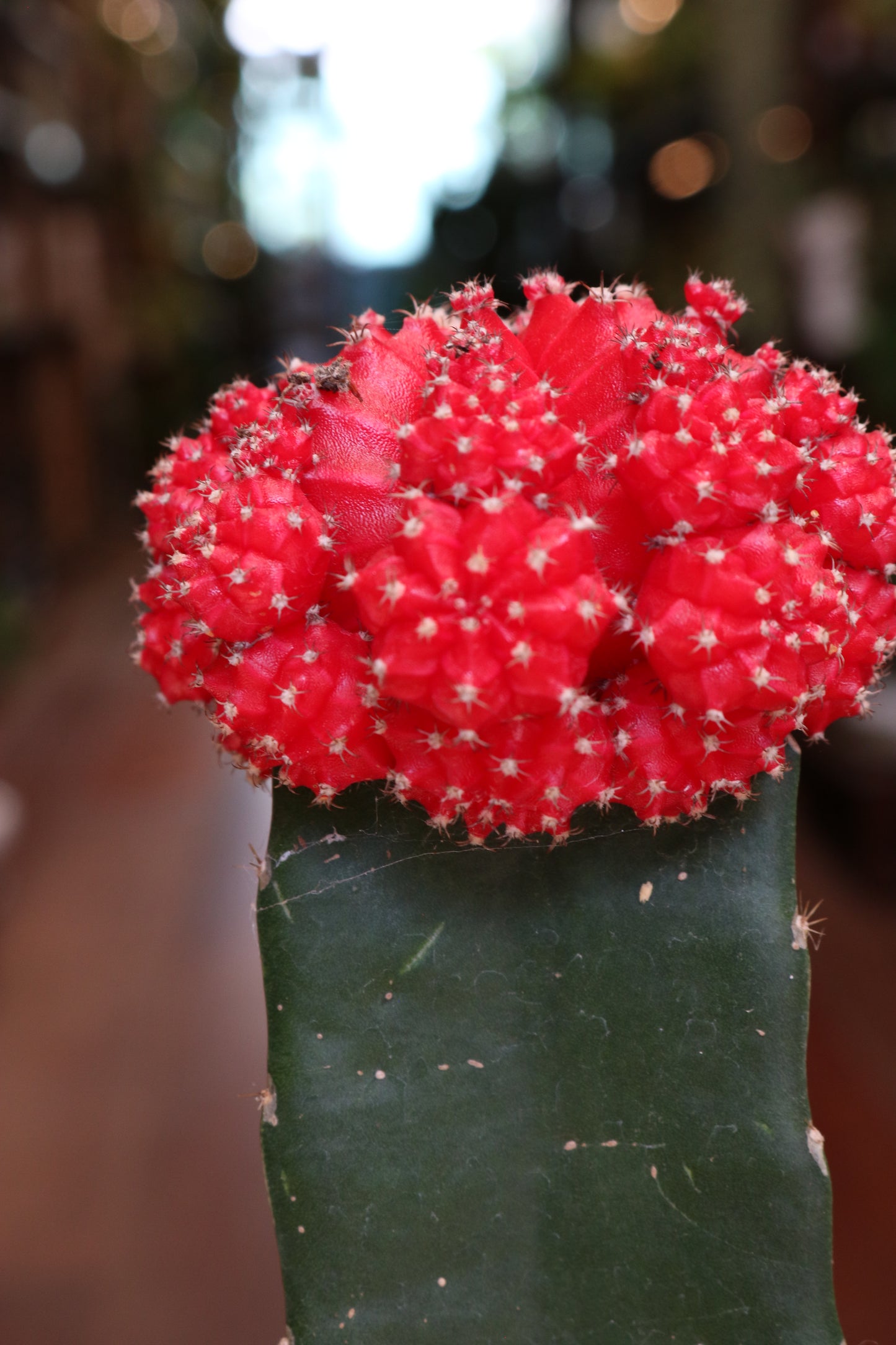 Gymnocalycium mihanovichii Brasil