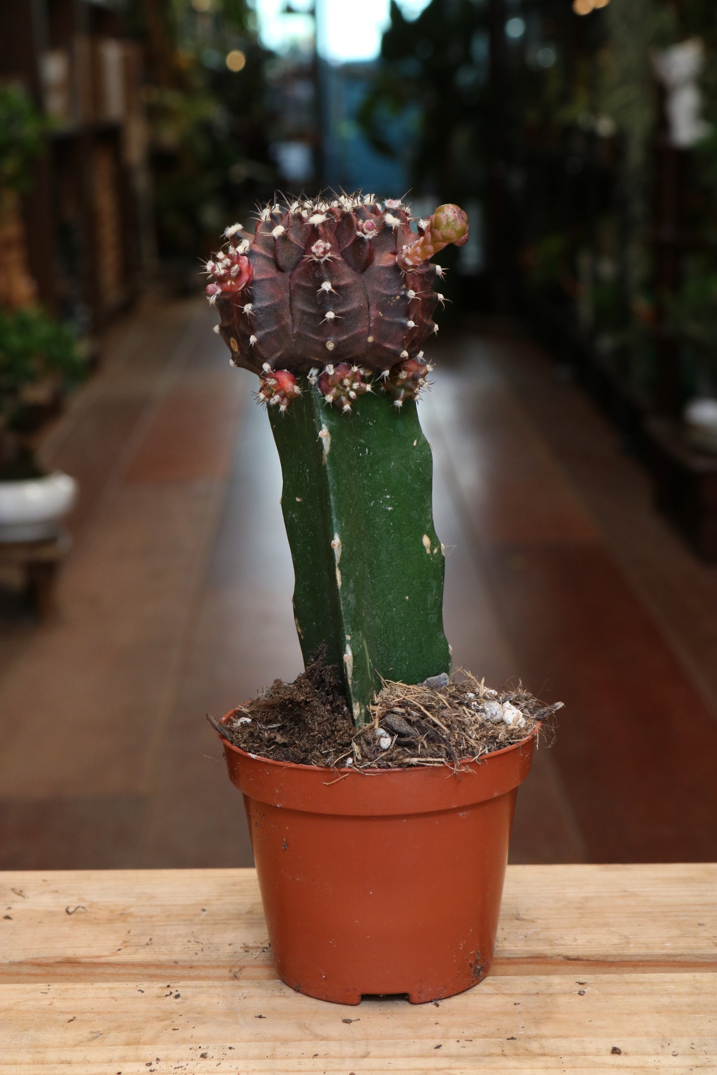 Gymnocalycium mihanovichii Brasil