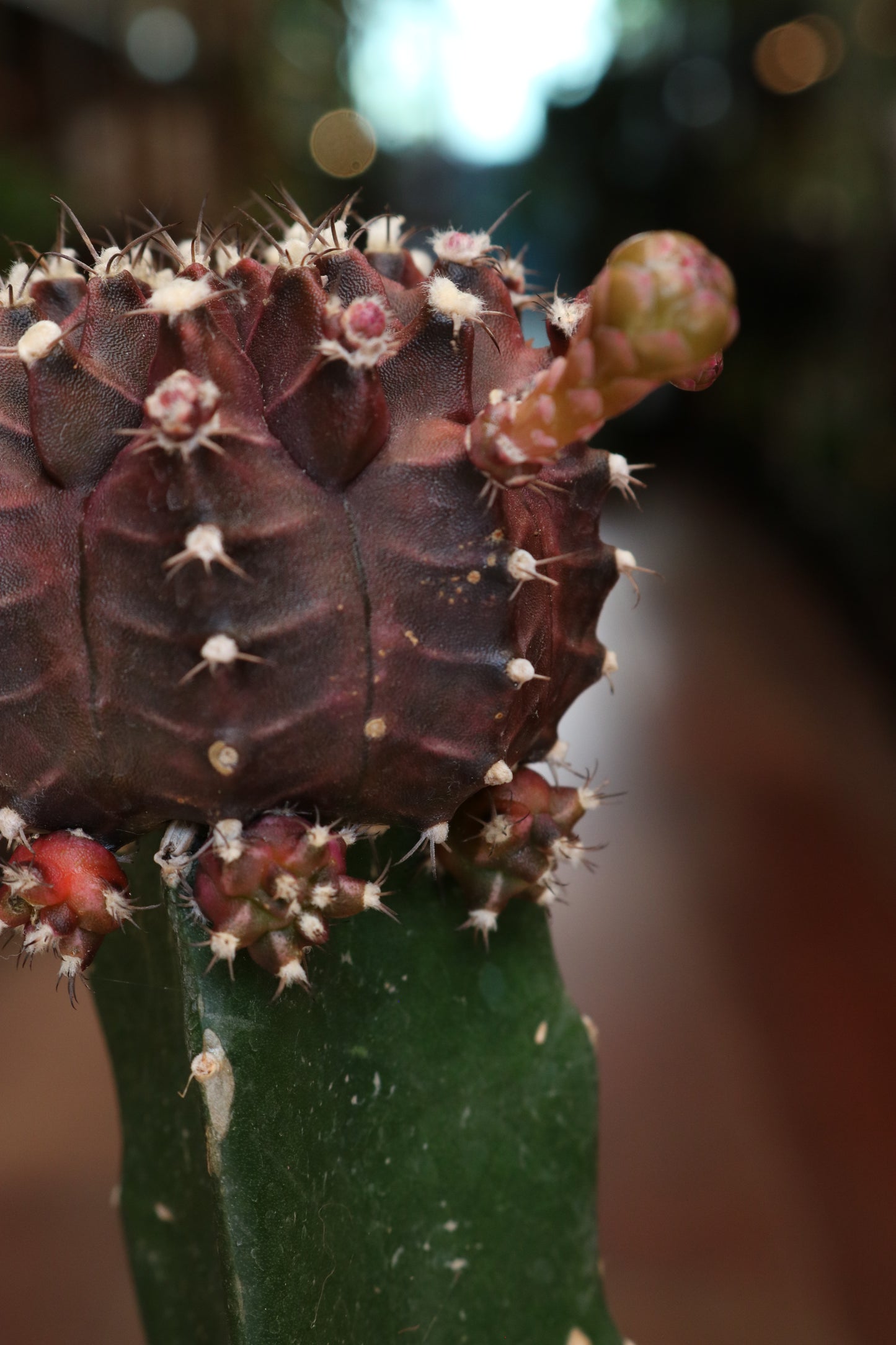 Gymnocalycium mihanovichii Brasil