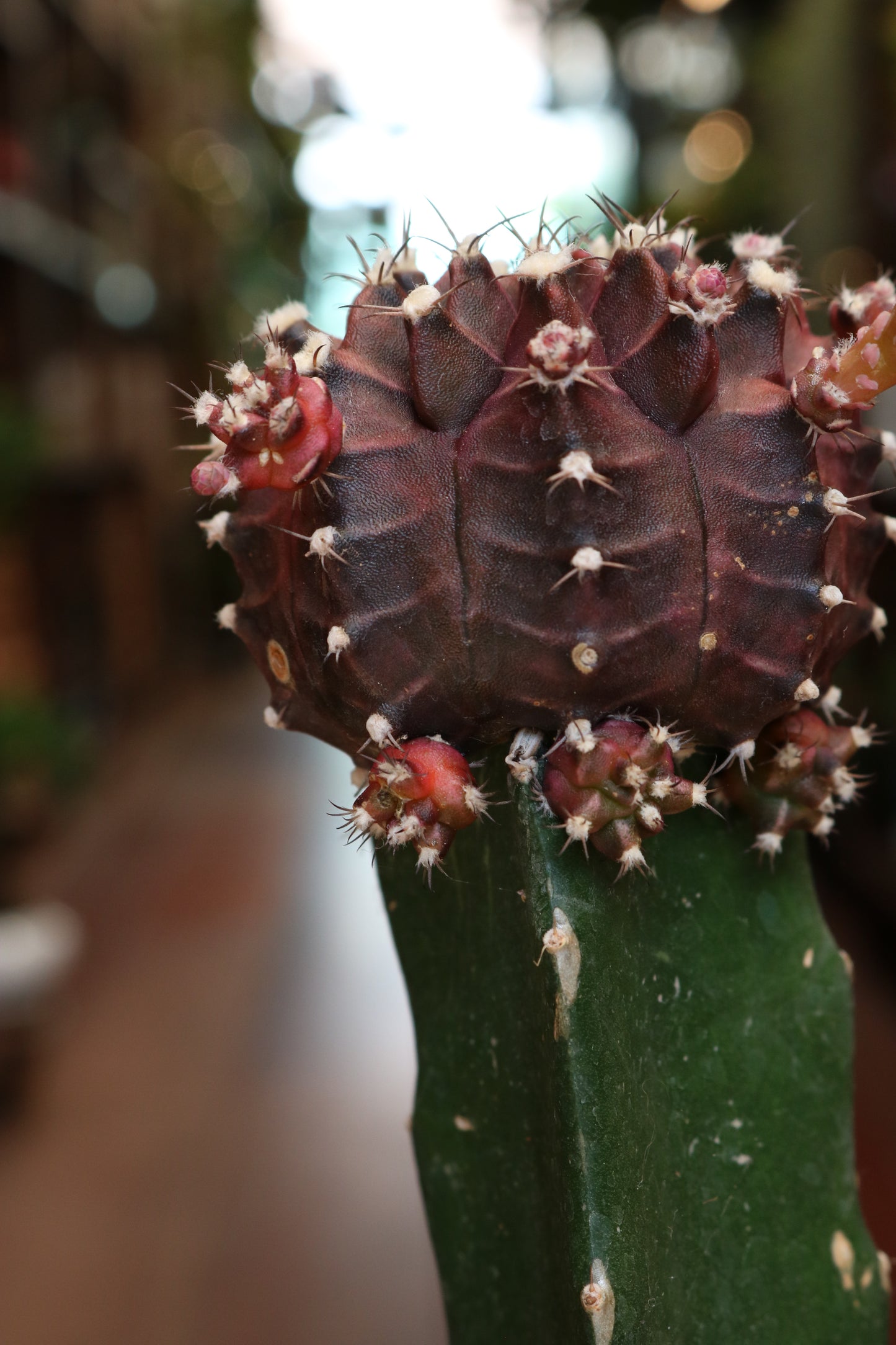 Gymnocalycium mihanovichii Brasil