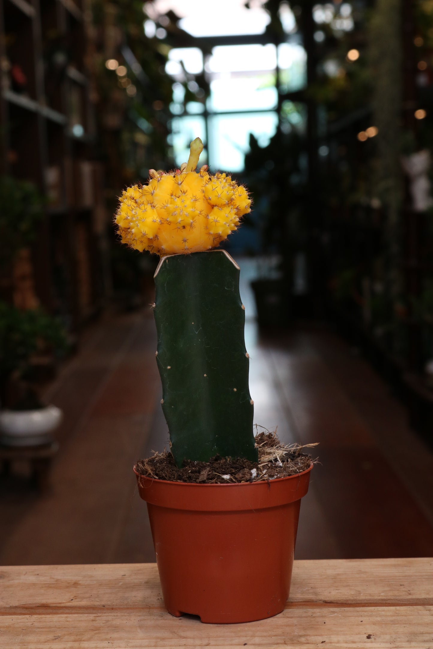 Gymnocalycium mihanovichii Brasil