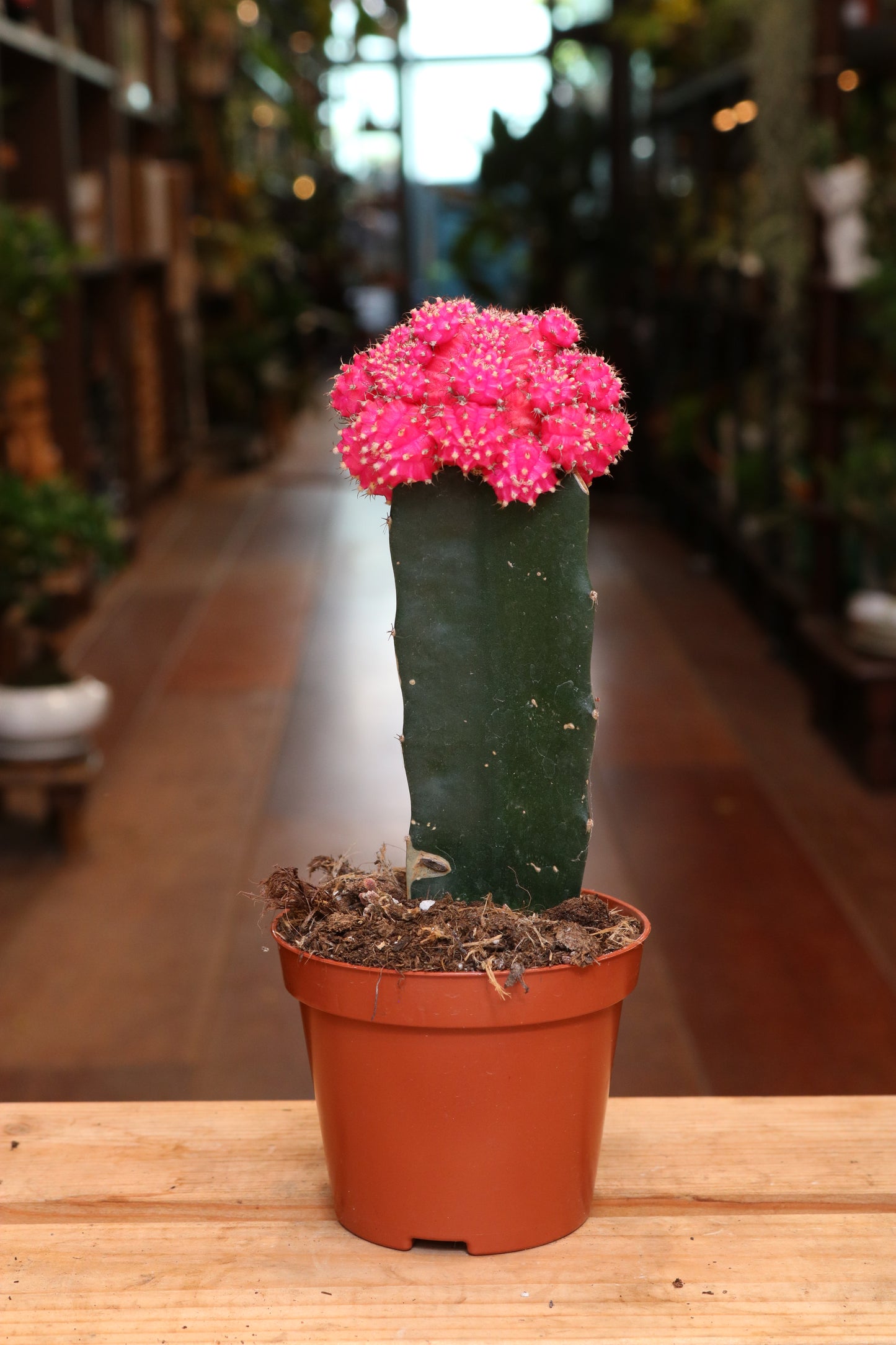 Gymnocalycium mihanovichii Brasil
