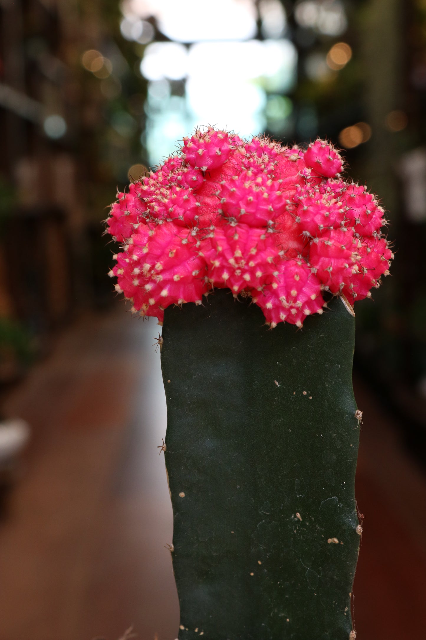 Gymnocalycium mihanovichii Brasil