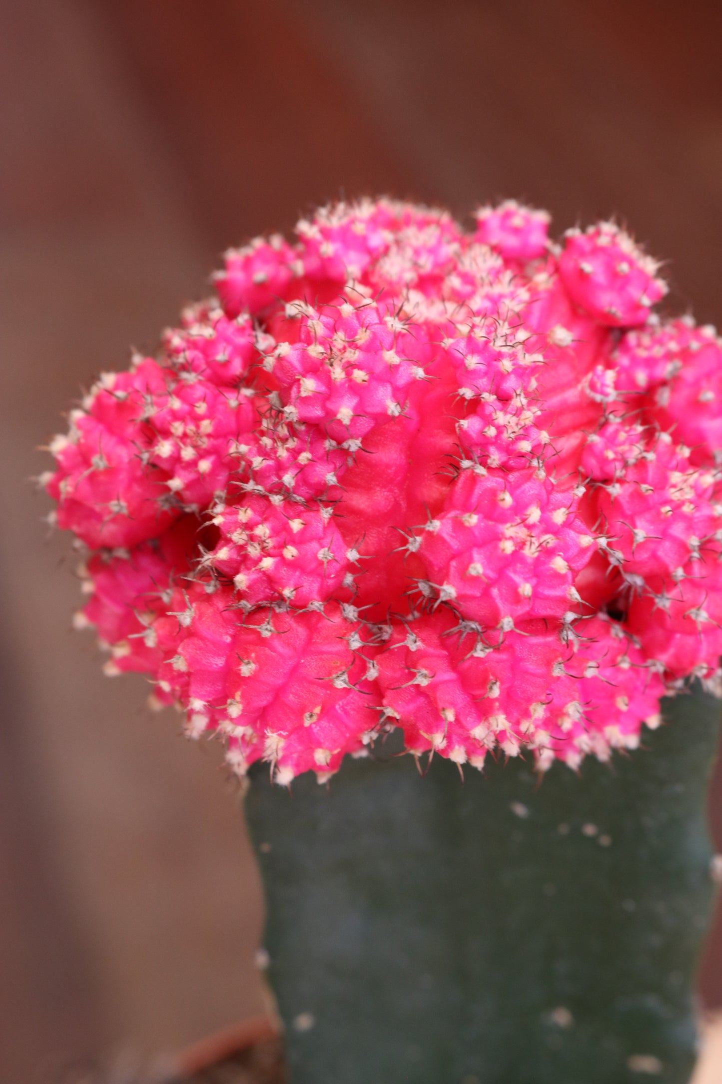 Gymnocalycium mihanovichii Brasil