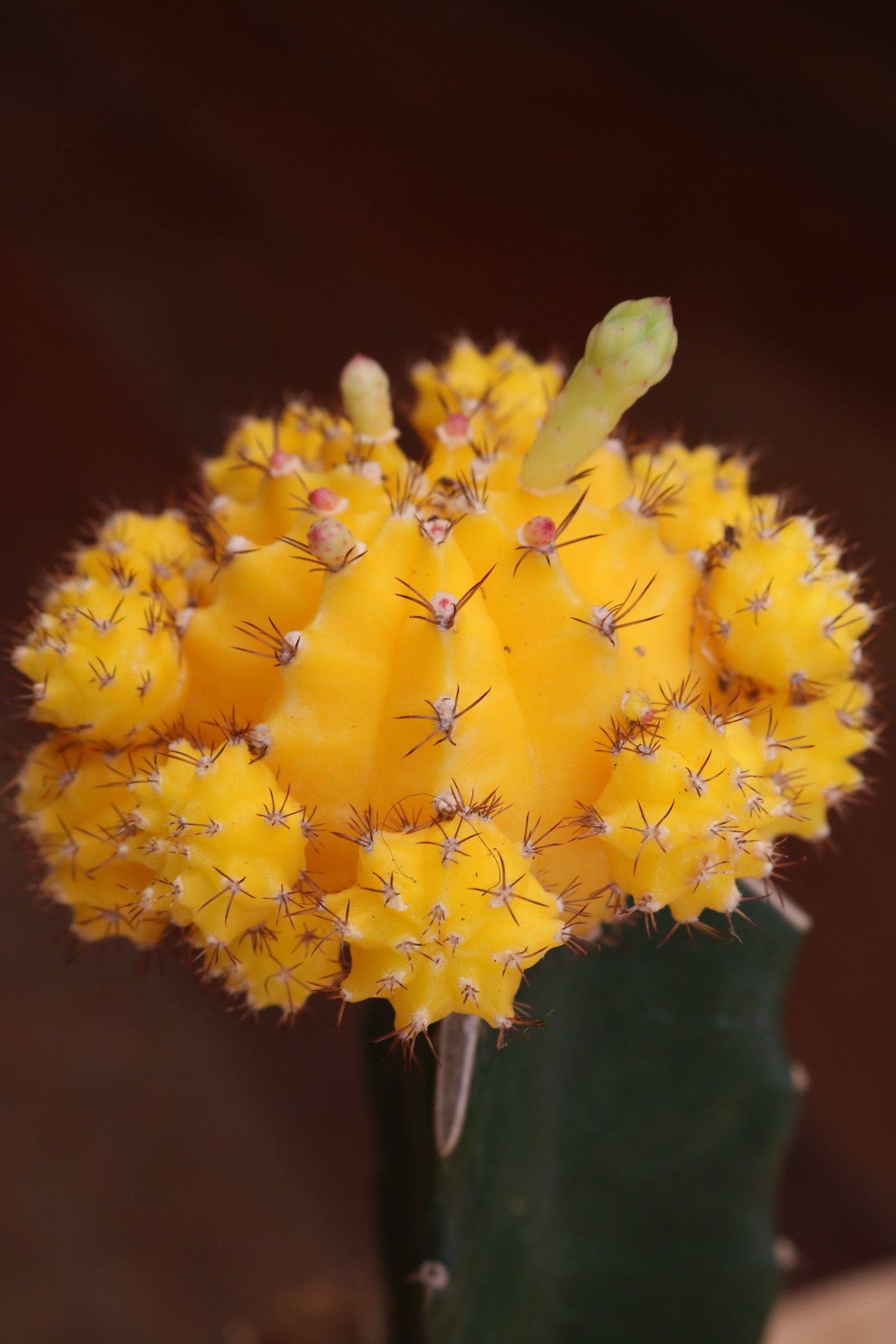 Gymnocalycium mihanovichii Brasil