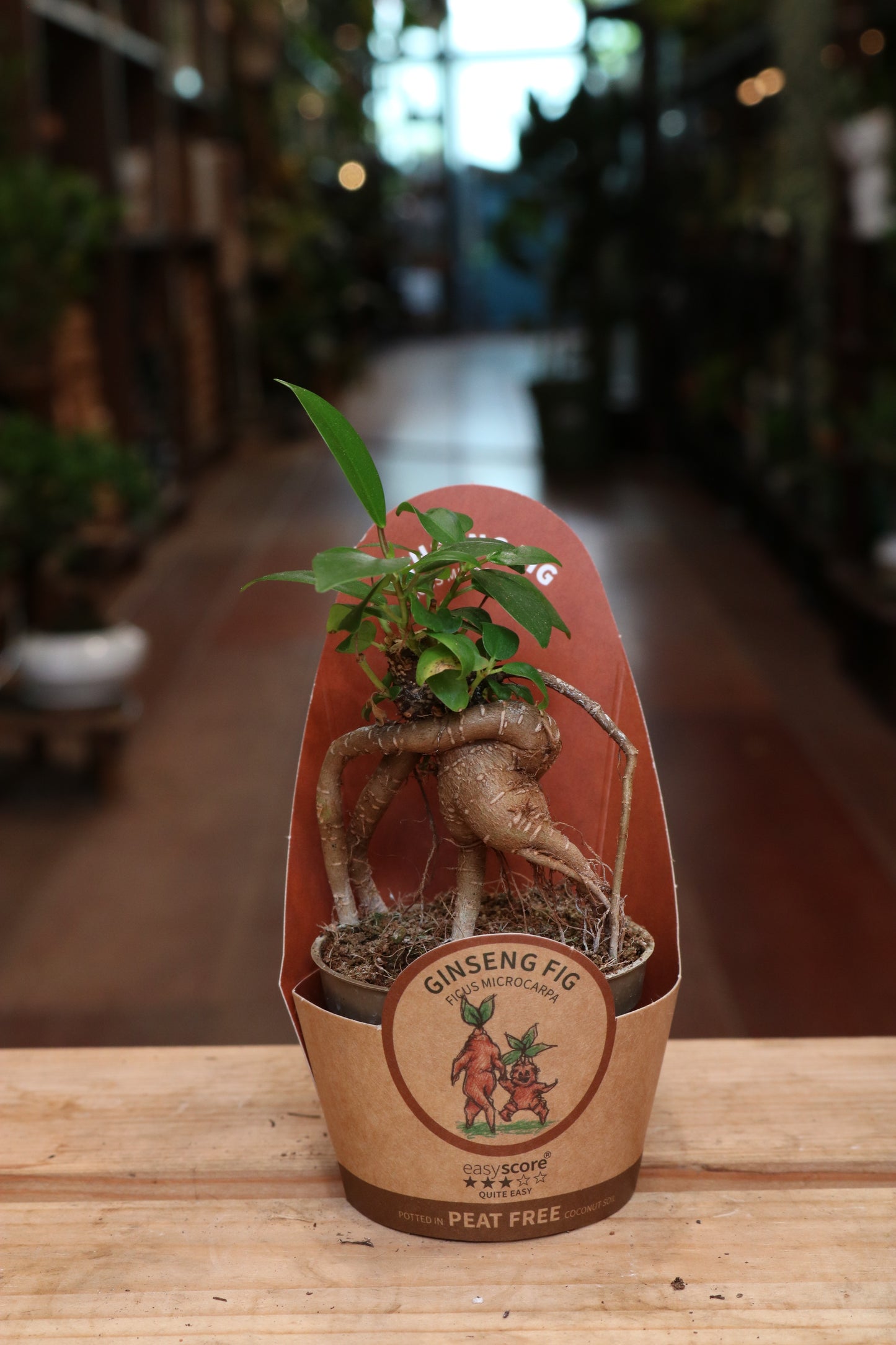 Ficus Ginseng (mini)