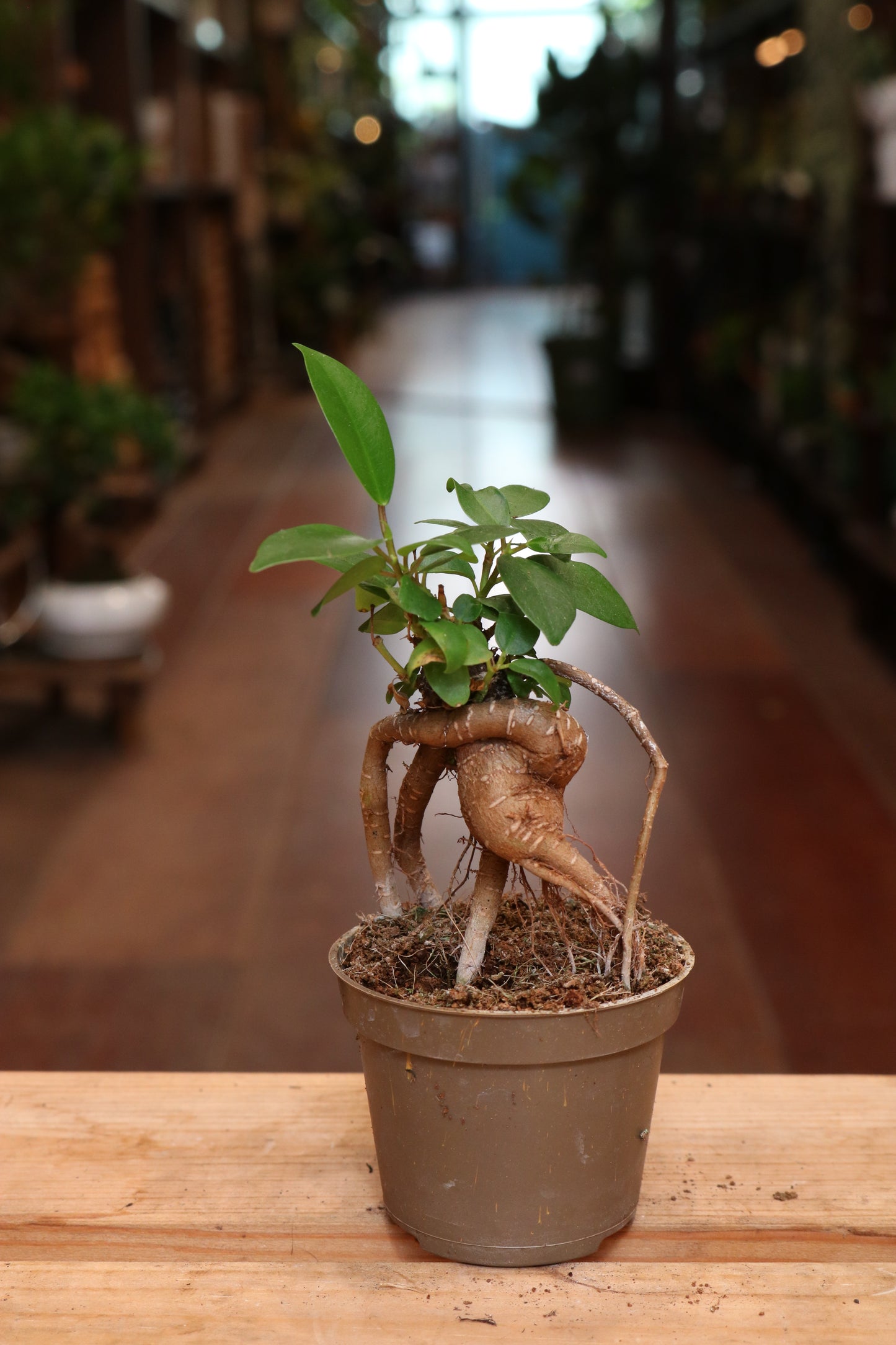 Ficus Ginseng (mini)