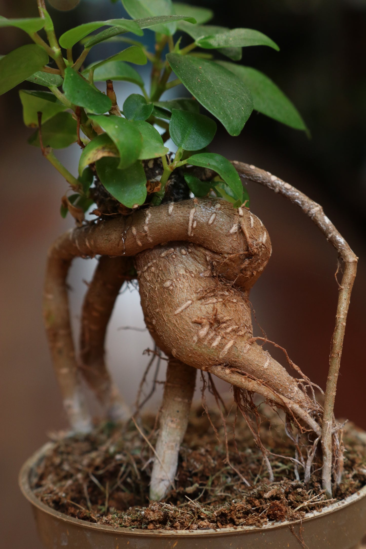 Ficus Ginseng (mini)