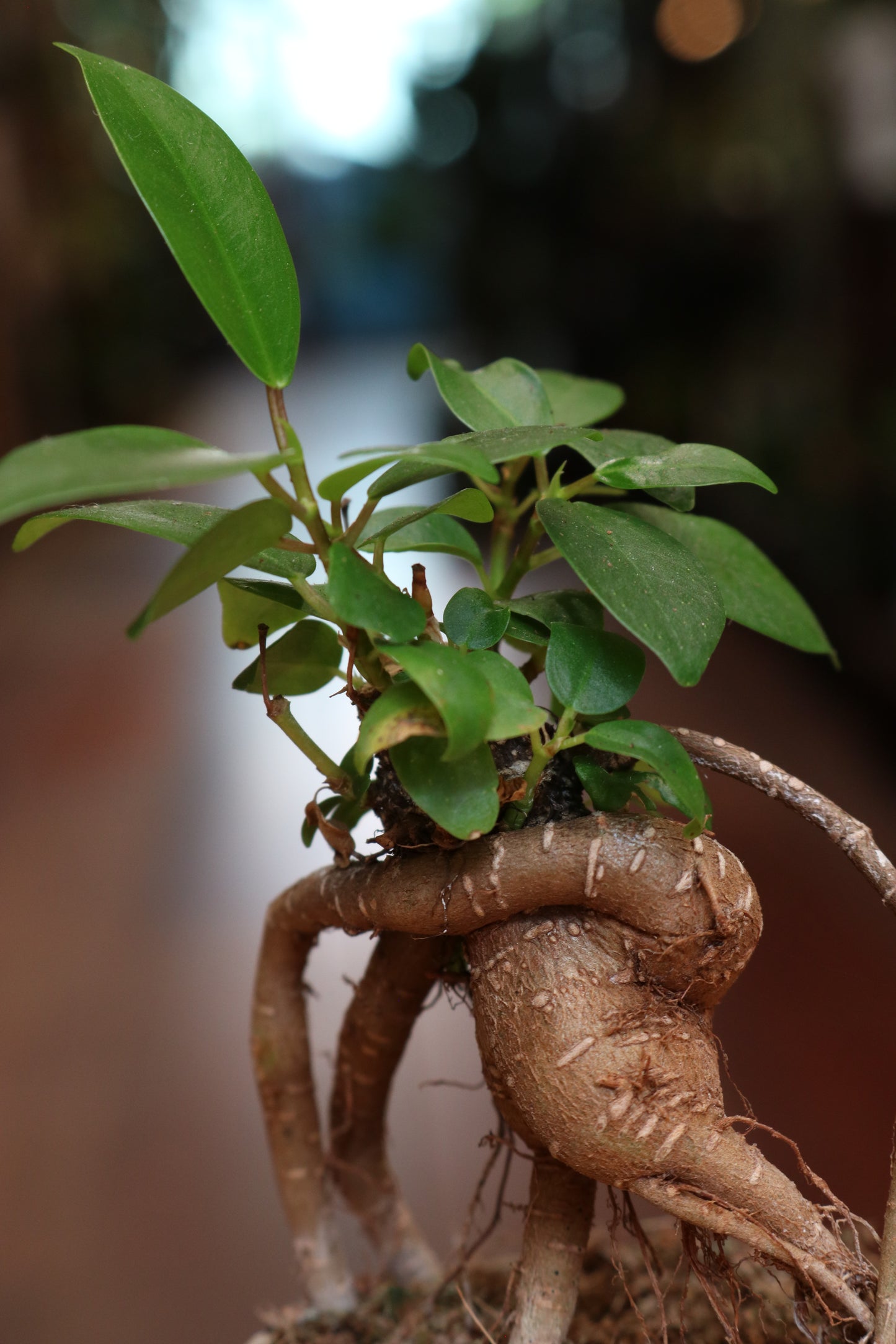 Ficus Ginseng (mini)