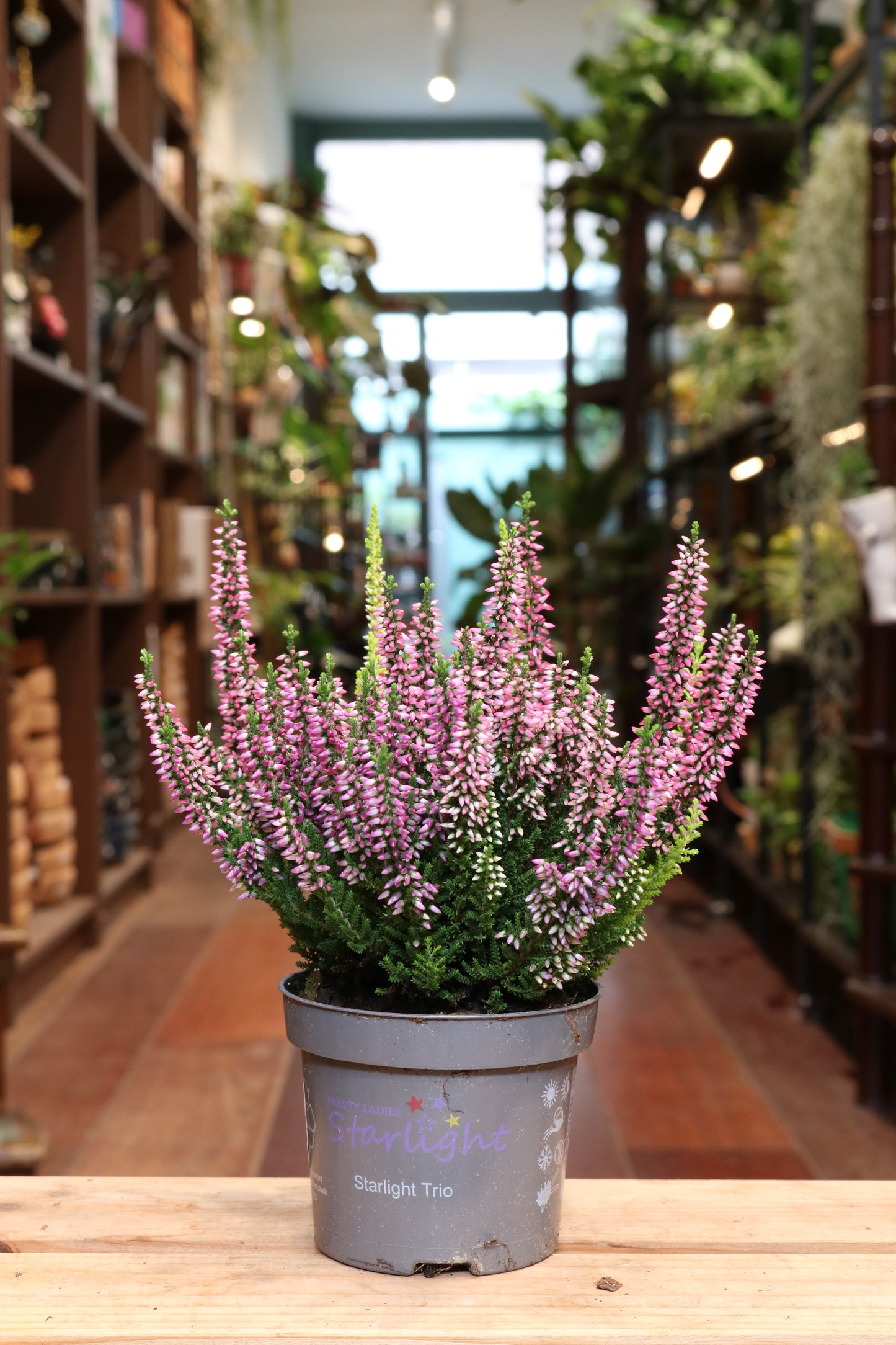 Calluna Vulgaris