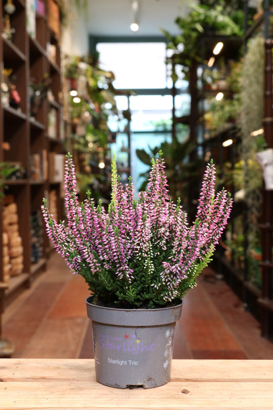 Calluna Vulgaris