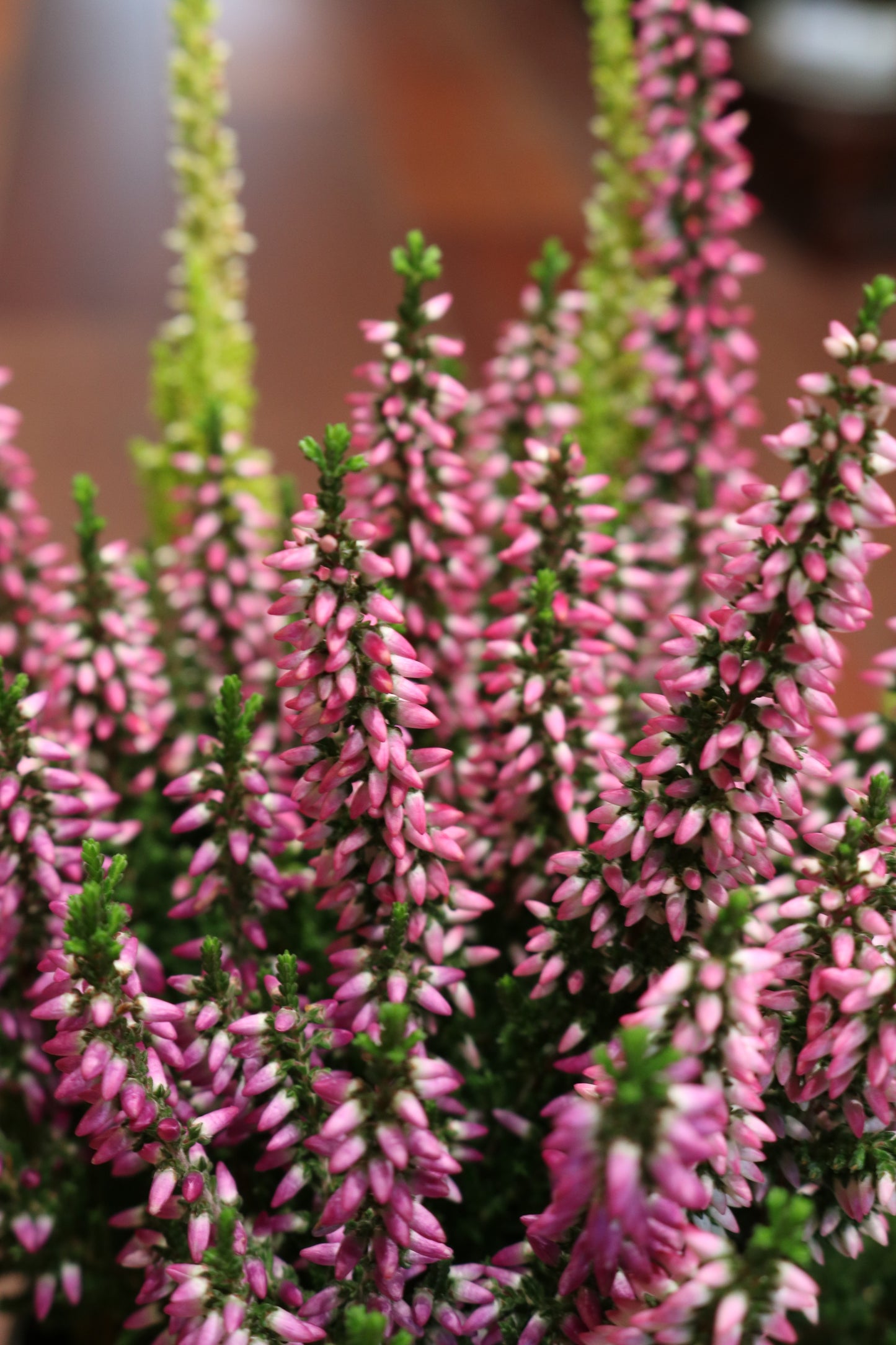 Calluna Vulgaris