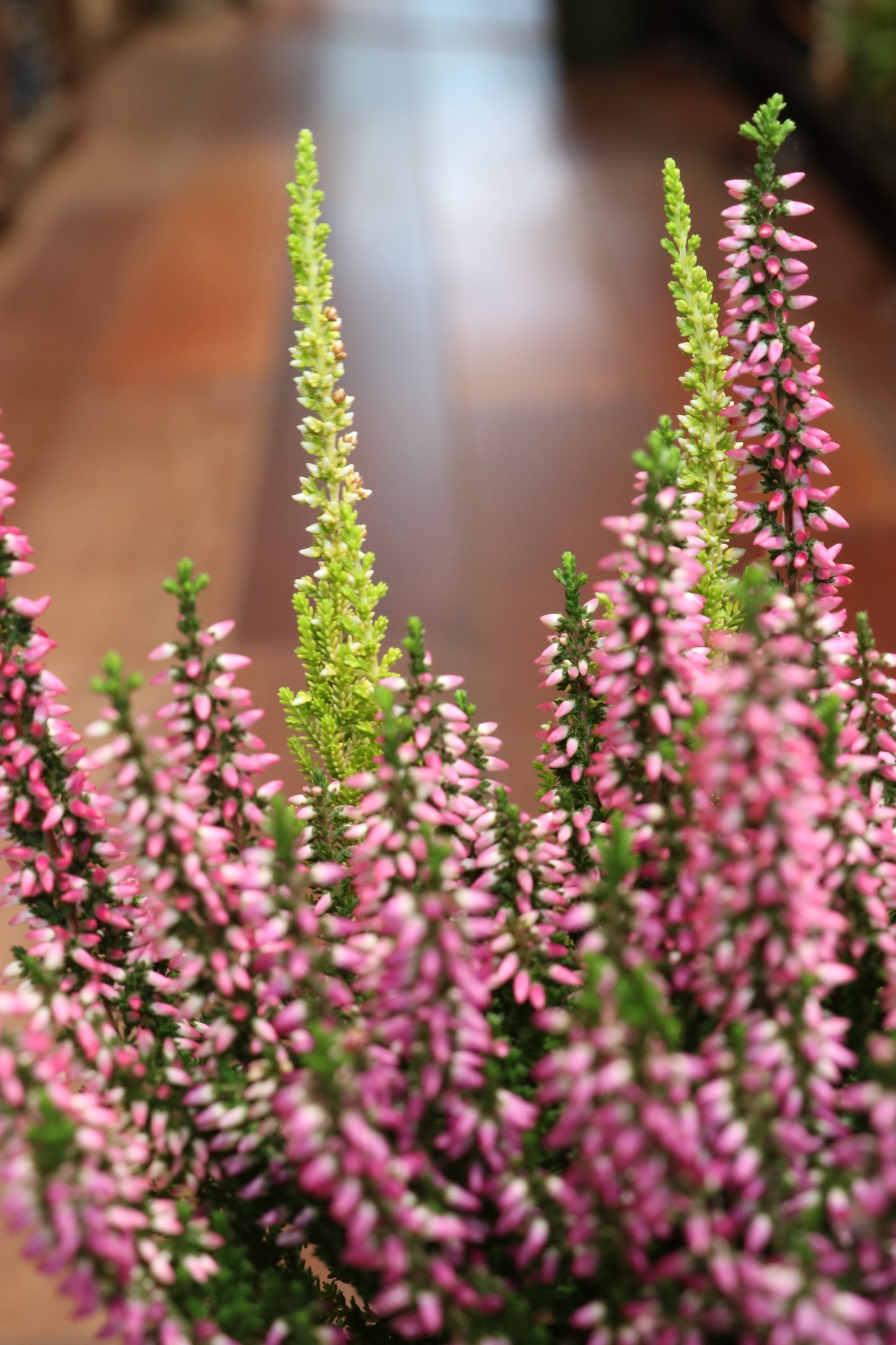 Calluna Vulgaris