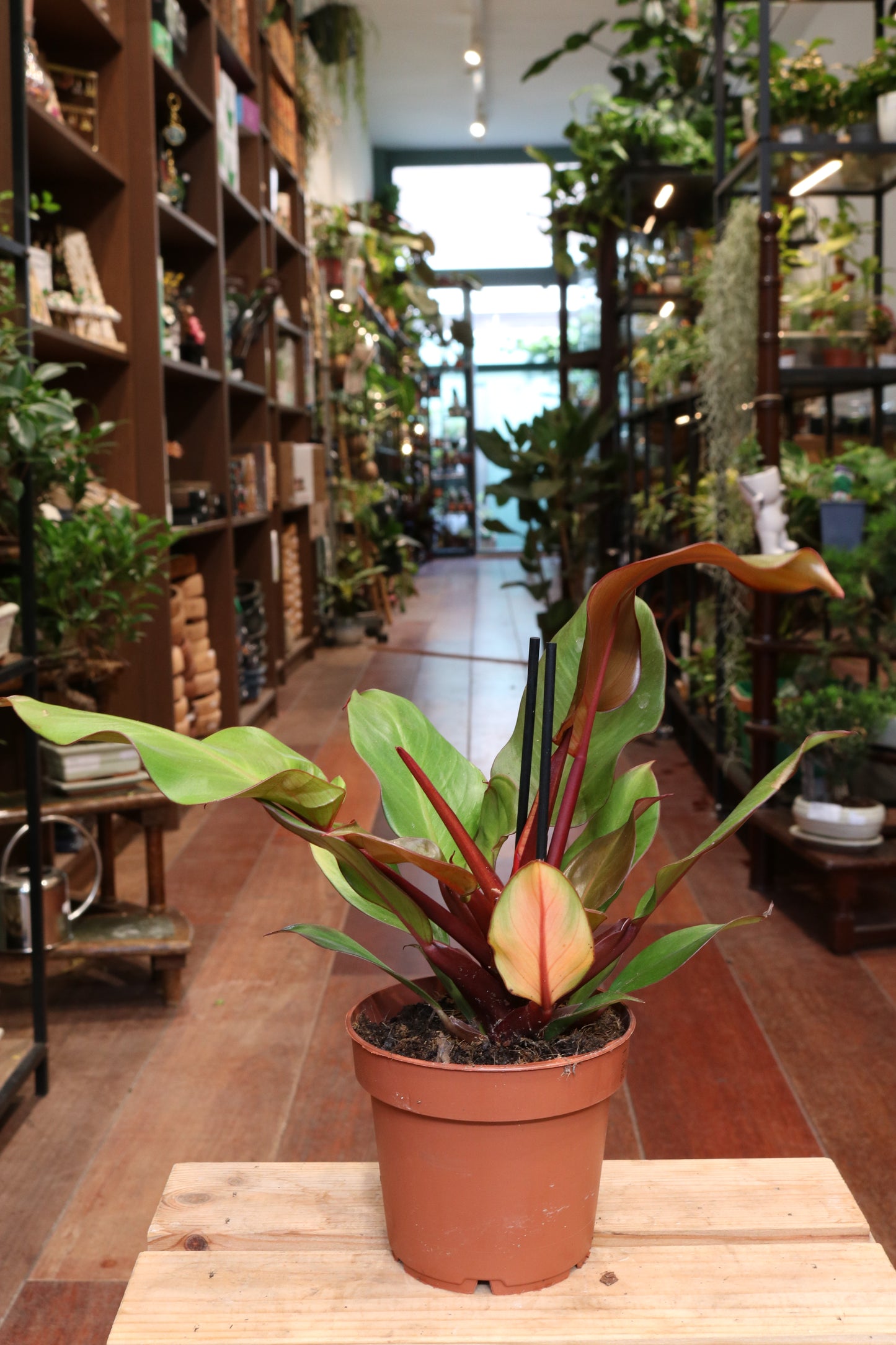 Philodendron Sunlight