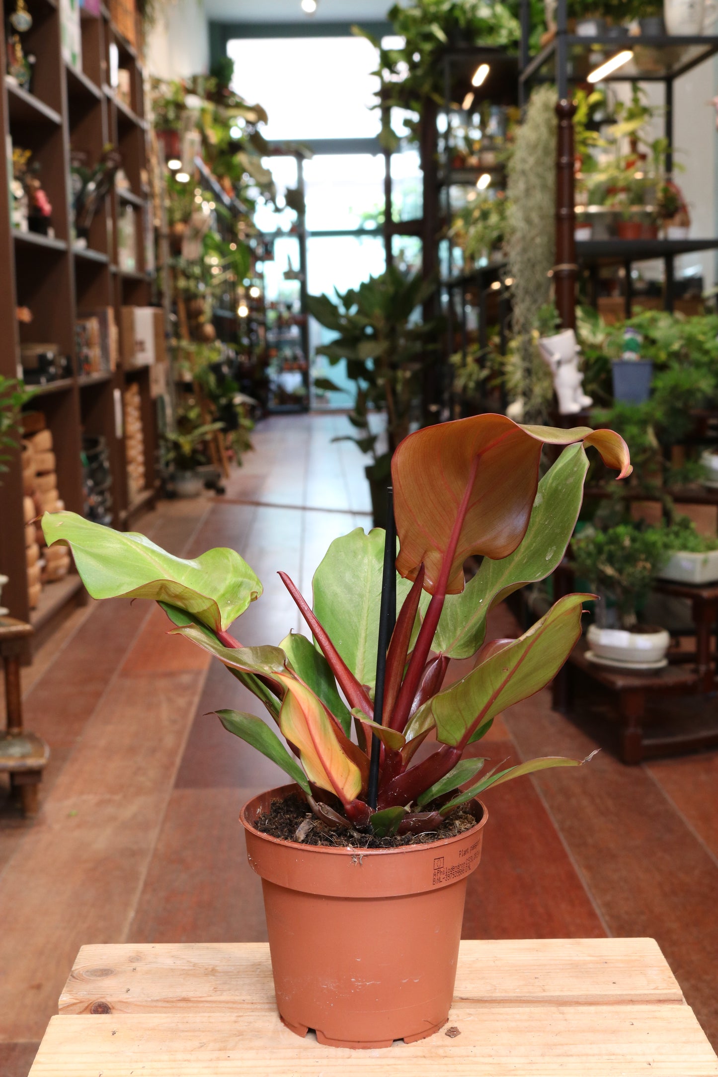 Philodendron Sunlight